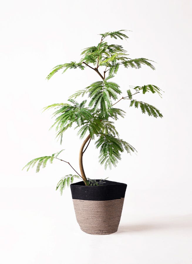 その他観葉植物 Nao 観葉植物 ドラセナ ソング オブ ジャマイカ 8号 リブバスケット