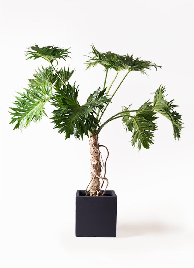 セローム ヒトデカズラ 大型 | 観葉植物通販HitoHana(ひとはな)