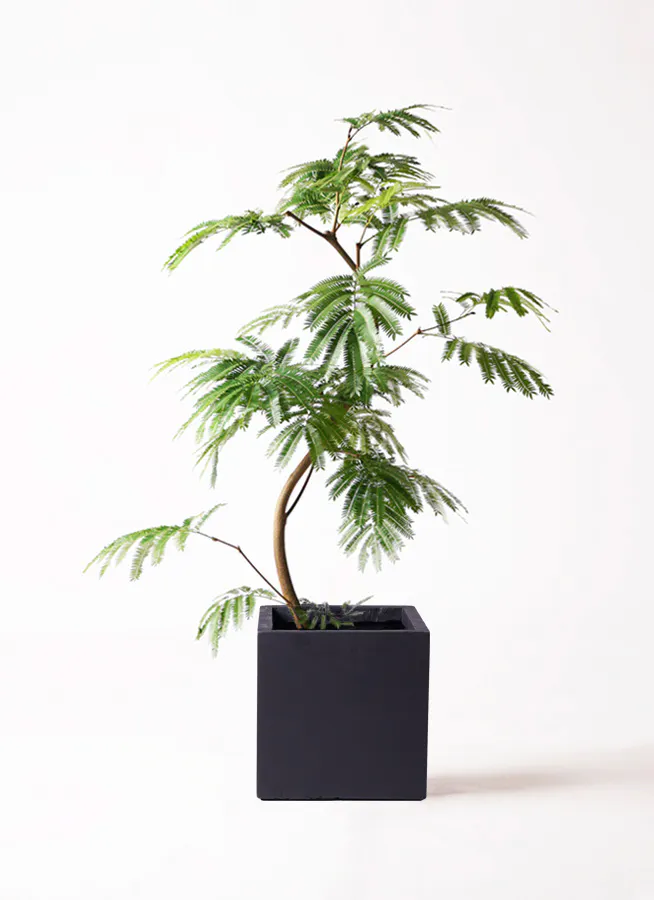 エバーフレッシュ 8号 | 観葉植物 | インテリアやギフトに 