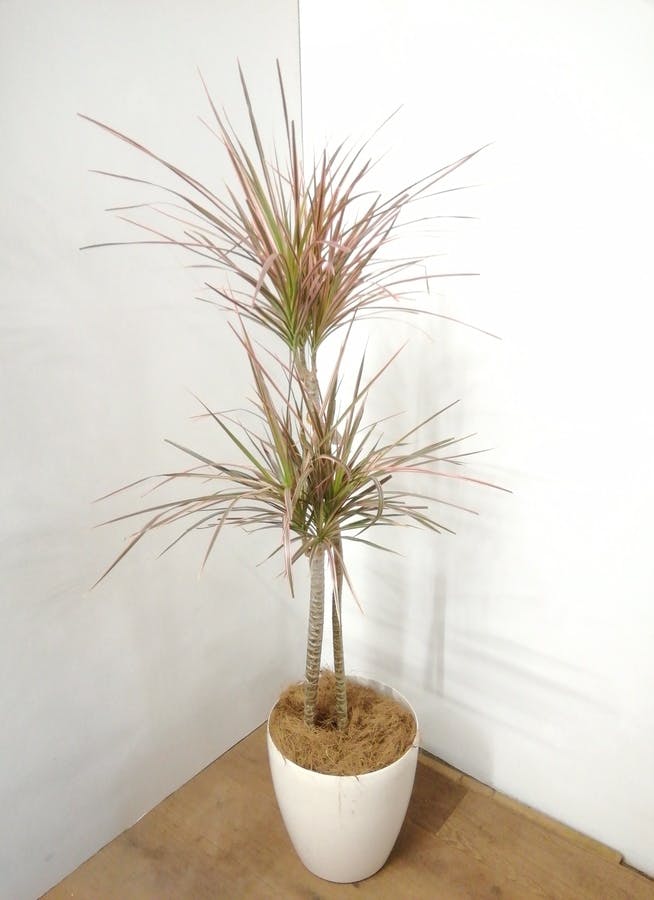 中華のおせち贈り物 観葉植物 室内 大型 ドラセナ 170cm 引き取り限定 植物 観葉植物 Labelians Fr