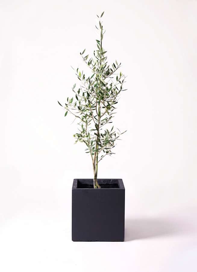 観葉植物 オリーブの木 8号 コロネイキ ベータ キューブプランター 黒 付き