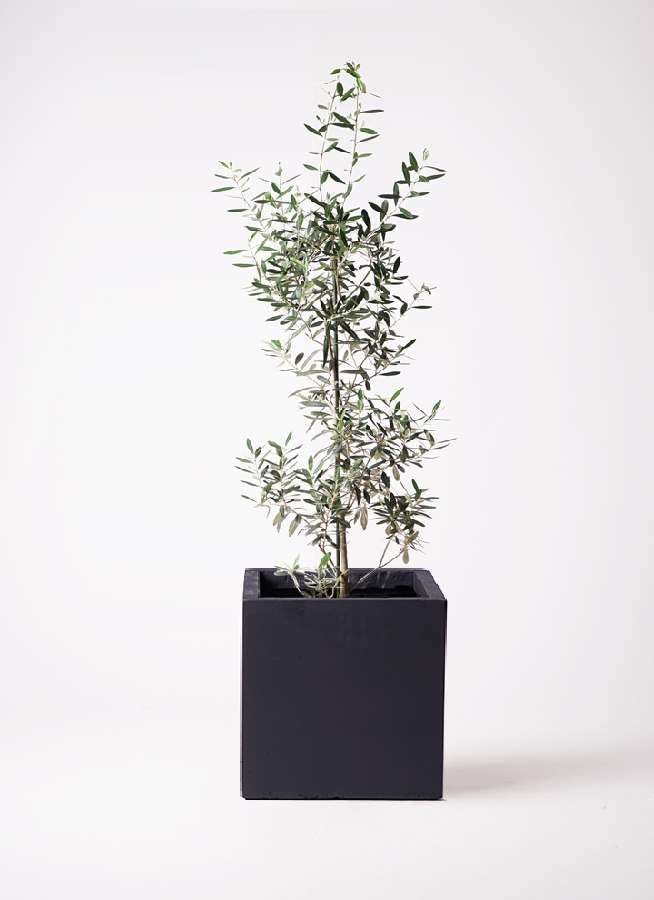 観葉植物 オリーブの木 8号 チプレッシーノ ベータ キューブプランター 黒 付き