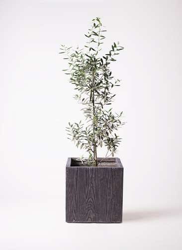 観葉植物 オリーブの木 8号 チプレッシーノ ベータ キューブプランター ウッド 茶 付き