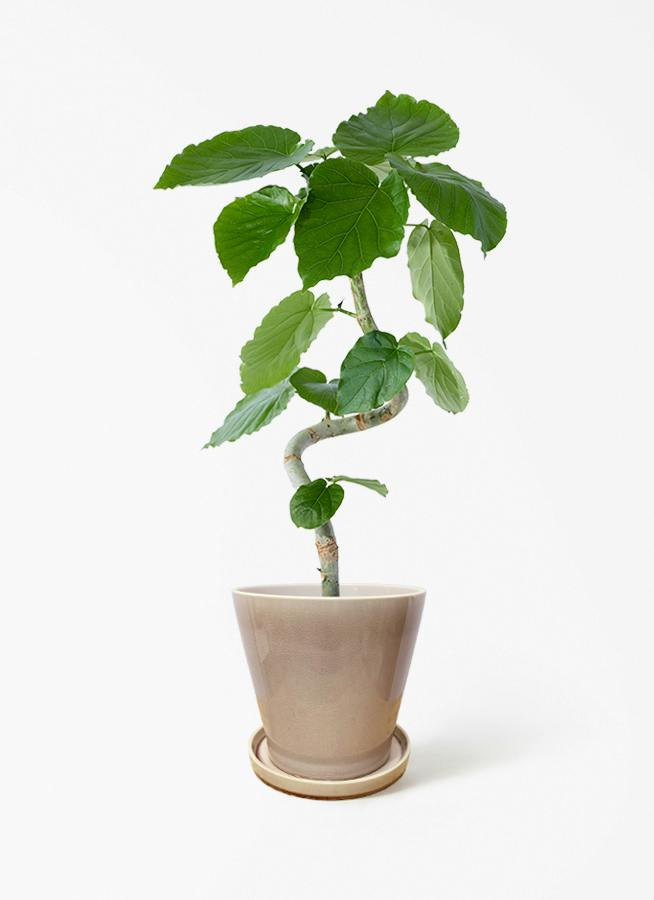 観葉植物 ベンジャミン 5号 リッチ ベラ ピンクパープル 付き | 観葉
