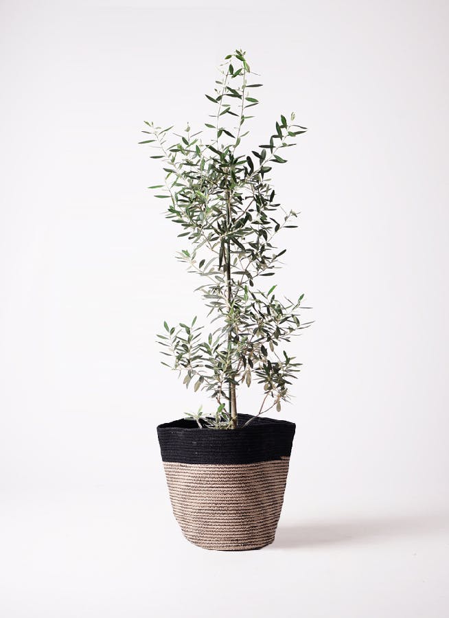 オリーブの木 チプレッシーノ | 観葉植物 | 送料無料でお届け