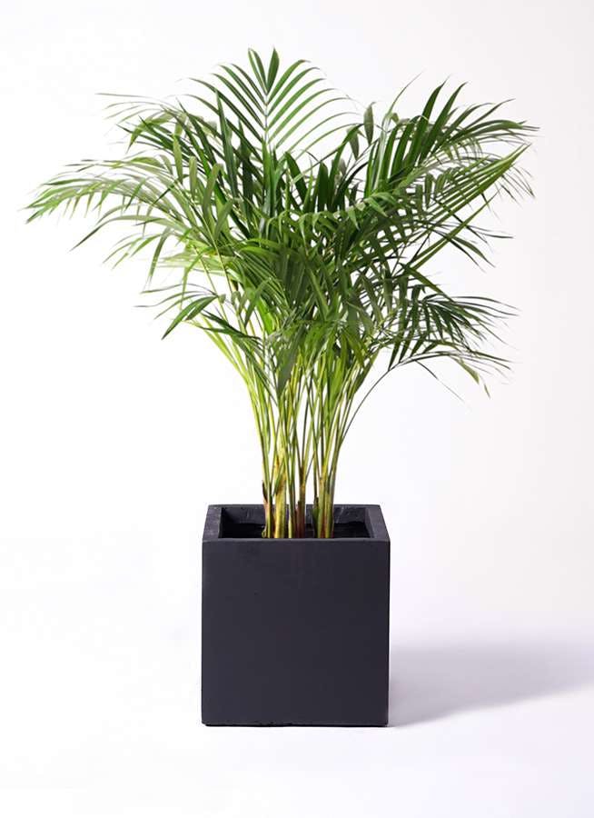 観葉植物 アレカヤシ 8号 ベータ キューブプランター 黒 付き 観葉植物ならhitohana ひとはな 観葉植物 アレカヤシ 8号 ベータ キューブプランター 黒 付き 観葉植物ならhitohana ひとはな