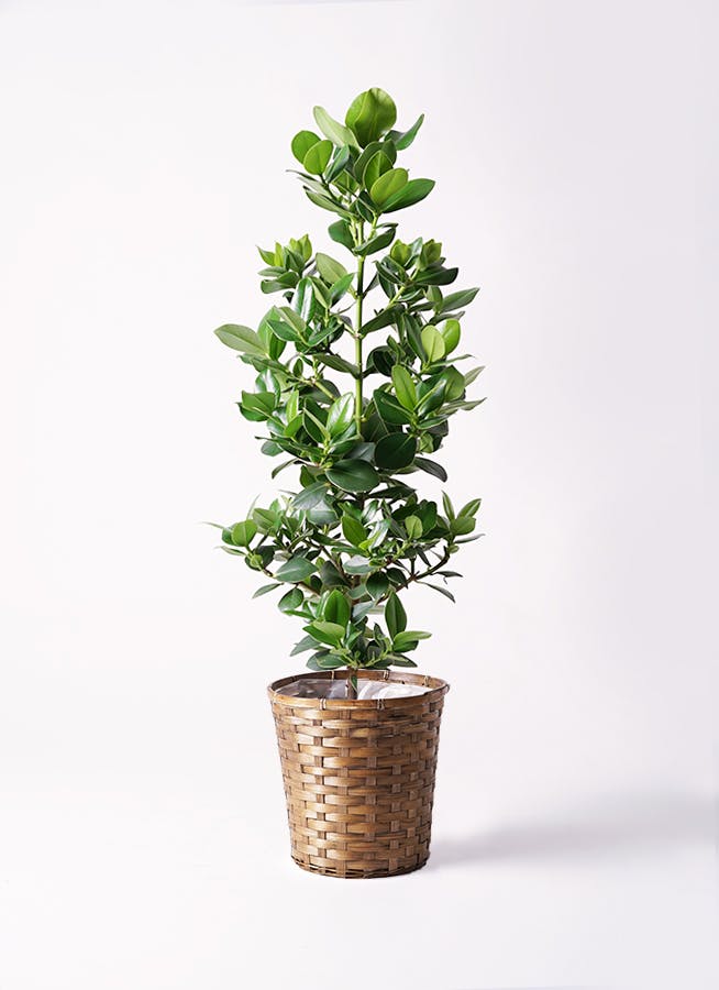 観葉植物 クルシア ロゼア プリンセス 8号 竹バスケット 付き | 観葉