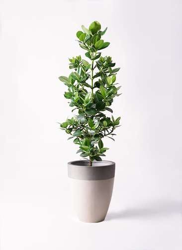 観葉植物 クルシア ロゼア プリンセス 8号 ファイバーストーンカプリ サンディホワイト 付き