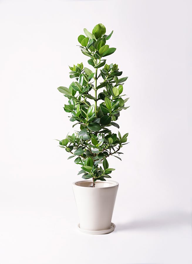 観葉植物 ドラセナ コンパクター 8号 サブリナ 白 付き | 観葉植物なら