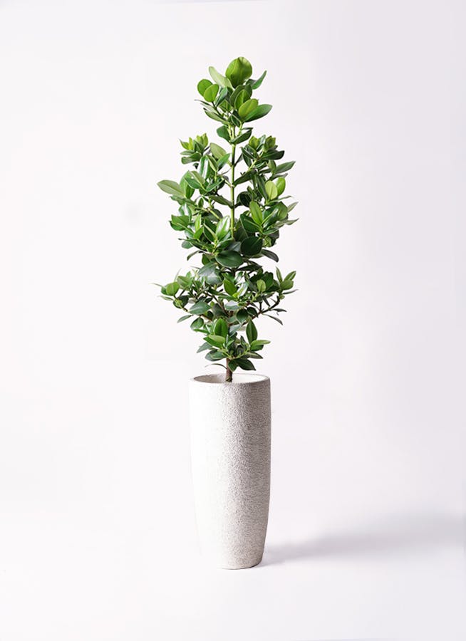 観葉植物 クルシア ロゼア プリンセス 8号 エコストーントールタイプ white 付き | 観葉植物ならHitoHana(ひとはな)