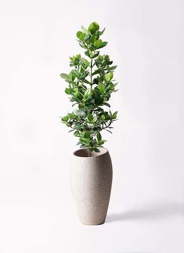 観葉植物 クルシア ロゼア プリンセス 8号 エコストーントールタイプ Light Gray 付き