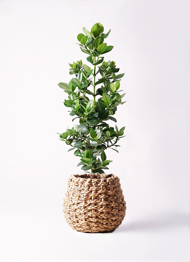 観葉植物 クルシア ロゼア プリンセス 8号 ラッシュバスケット Natural
