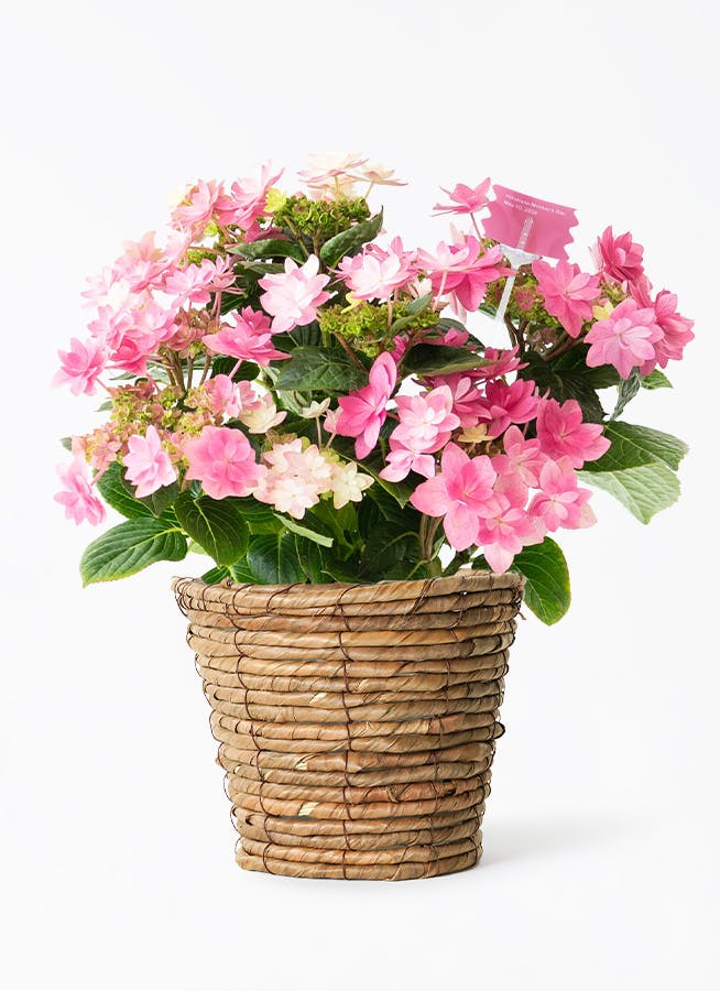 産地直送 クリスマスローズ 氷の薔薇 ピコティ 5号 ウッドポッド／栃木