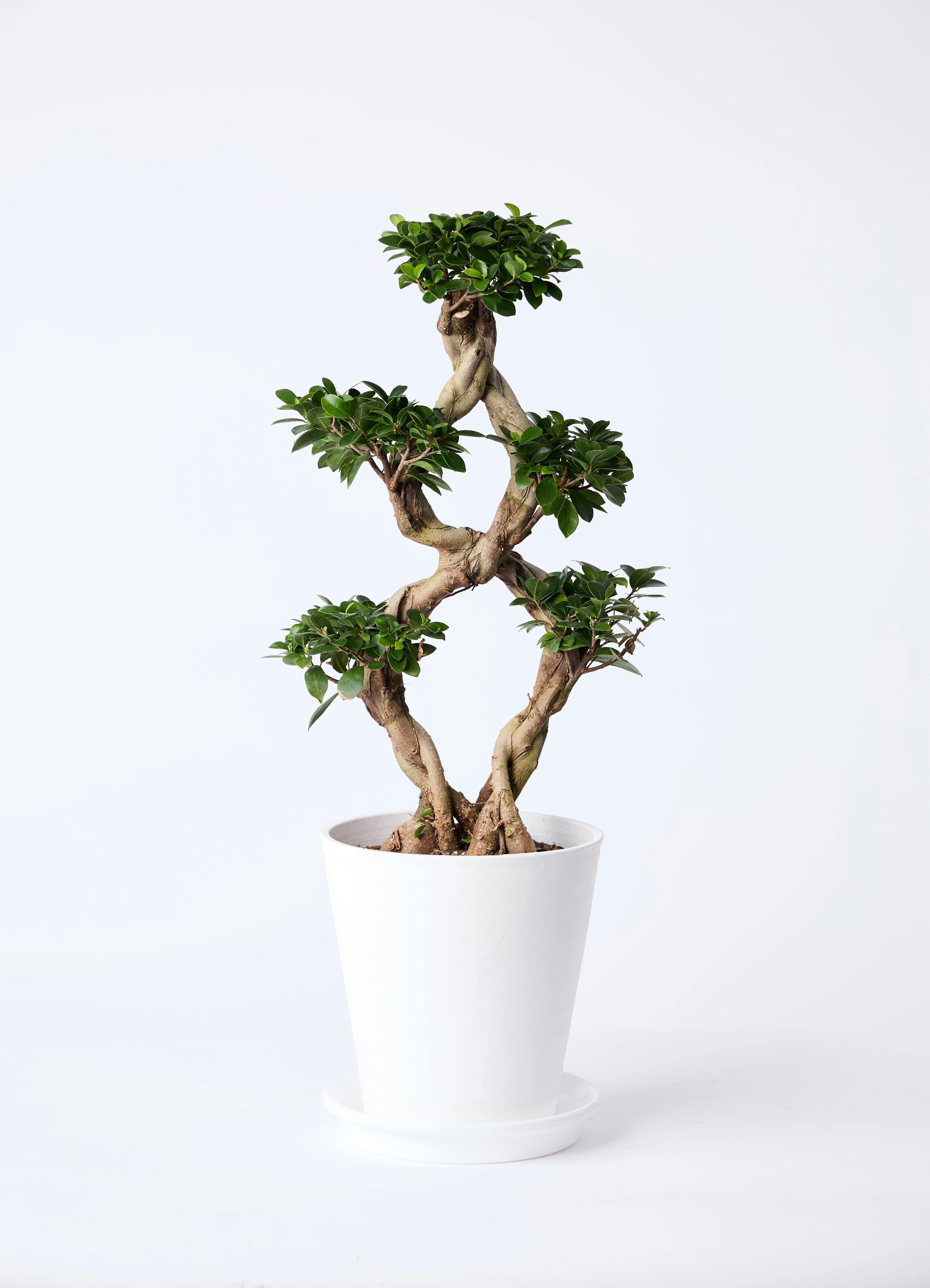 観葉植物　大きなガジュマル 観葉植物 大型 ガジュマル 大きい フェイクグリーン 100cm 大きめ