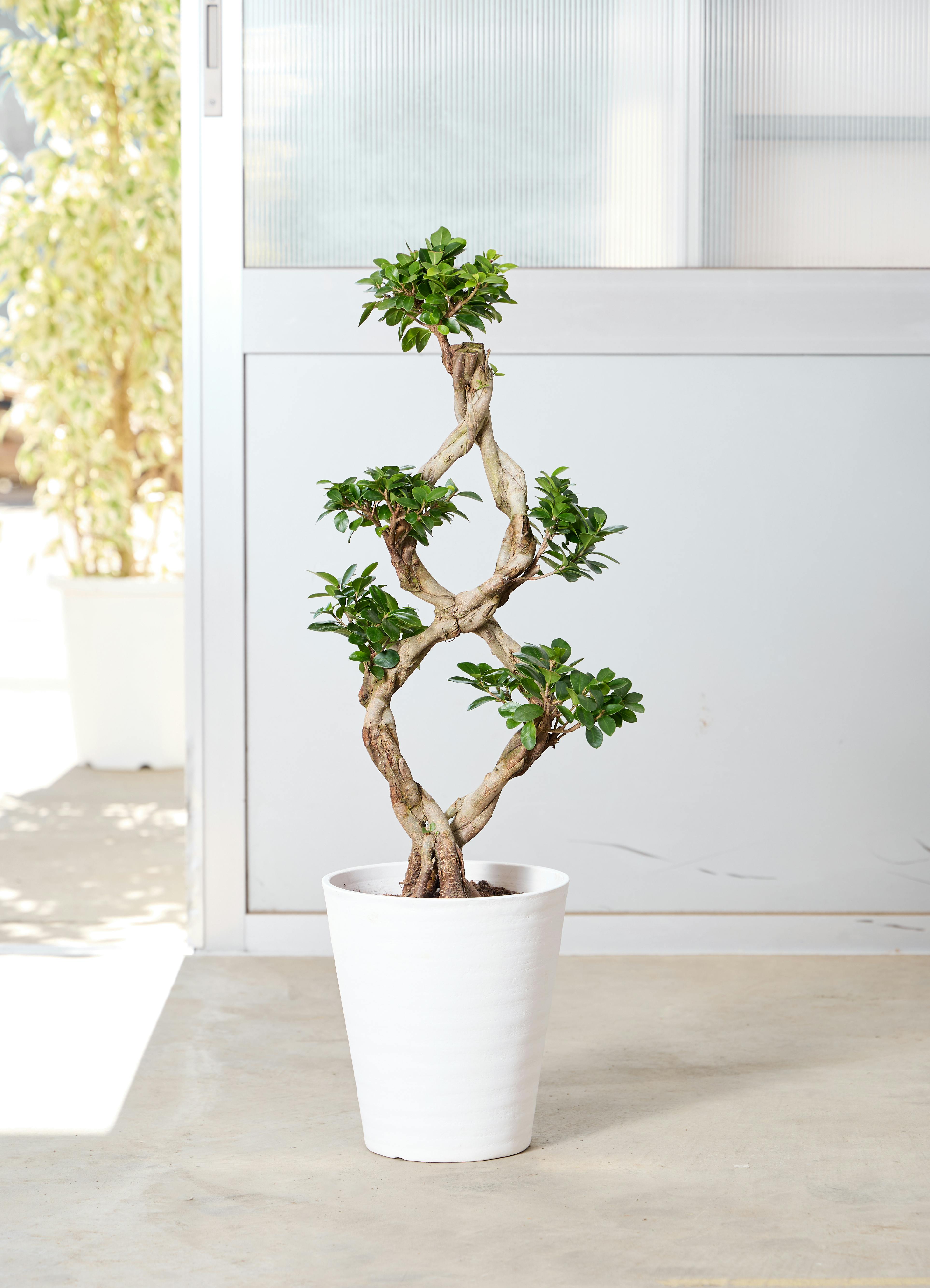 観葉植物 ガジュマル 8号 8の字 Eco Stone (エコストーン) Gray 付き