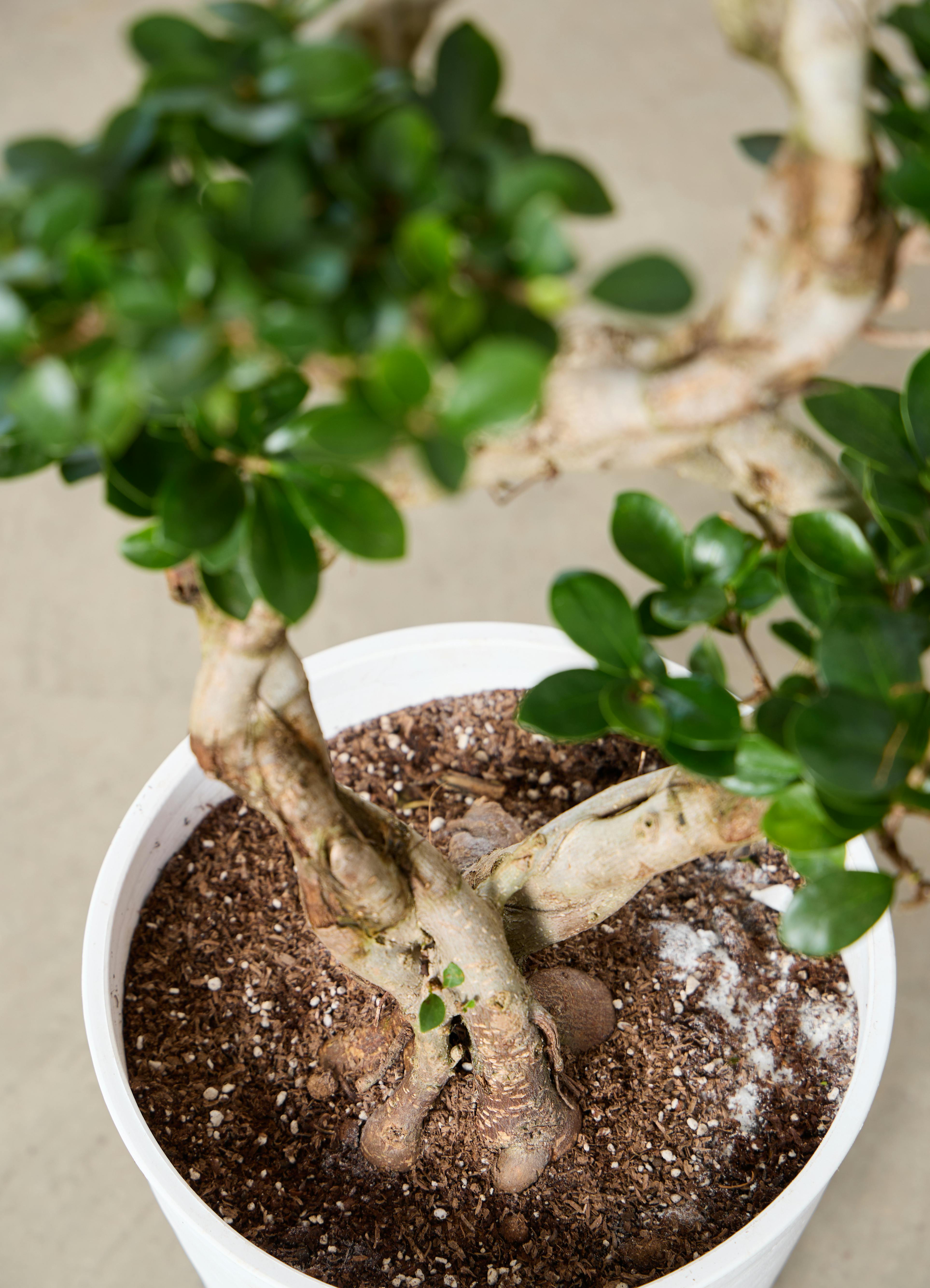 観葉植物 ガジュマル 8号 8の字 Eco Stone (エコストーン) Gray 付き