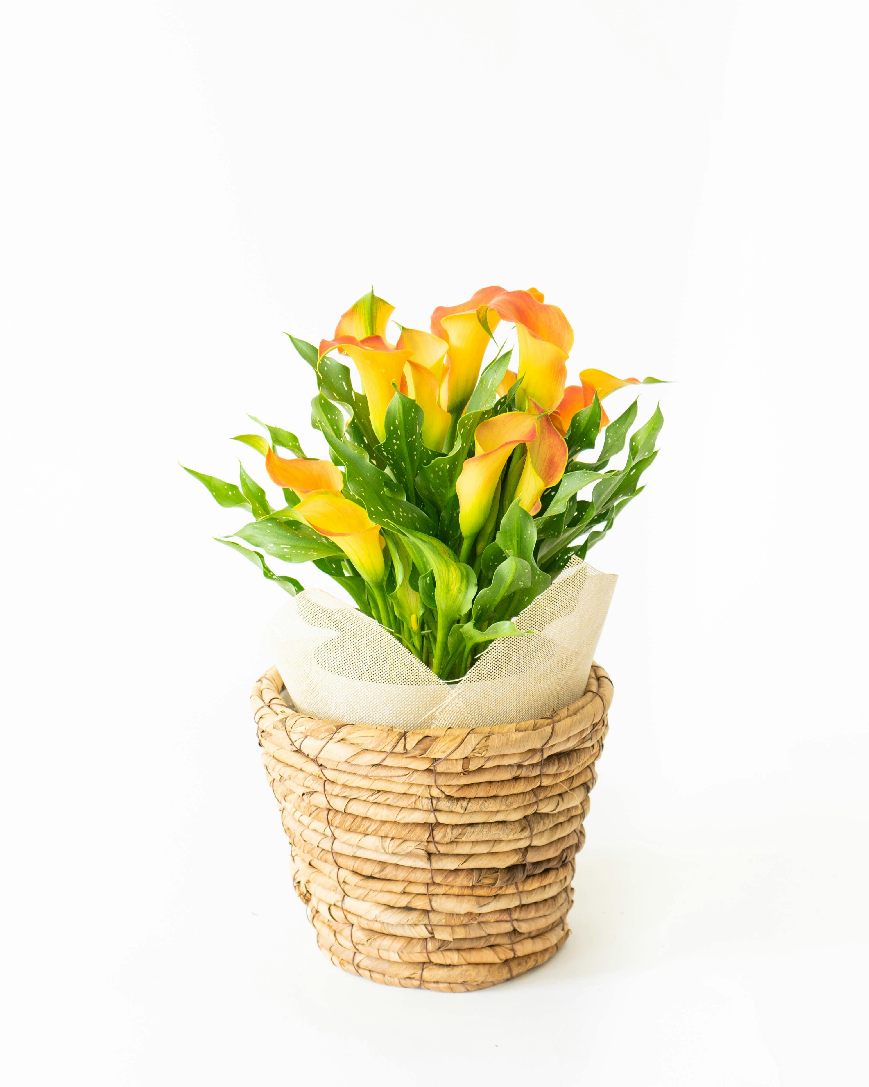 時代　赤絵花口小鉢5点　春逸作　送料込み250610 時代 赤絵花口小鉢5点 春逸作 送料込み250610 - メルカリ