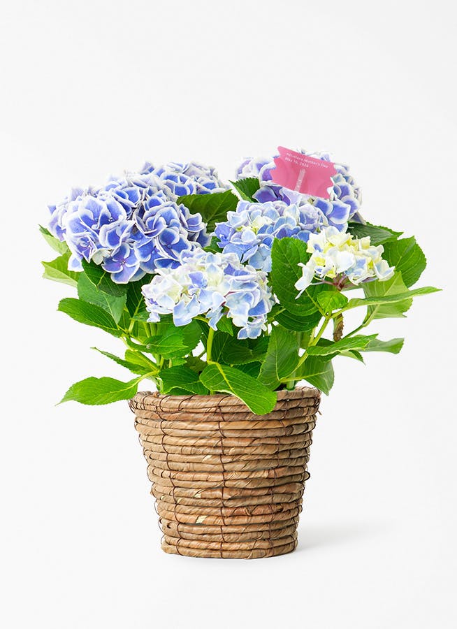 産地直送 クリスマスローズ 氷の薔薇 ブルネロ 5号 ブラウンバスケット