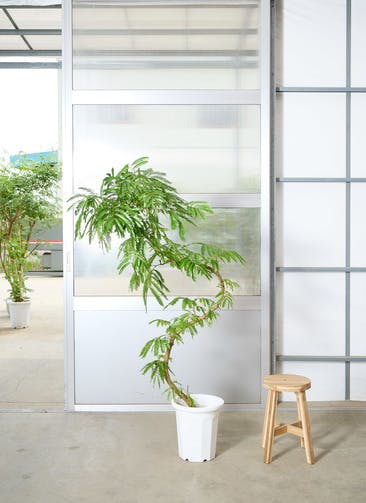 ［現品］※売約済※法人価格100番　エバーフレッシュ　曲がり　8号　観葉植物 観葉植物 エバーフレッシュ 8号 曲り ファイバークレイ Gray 付き