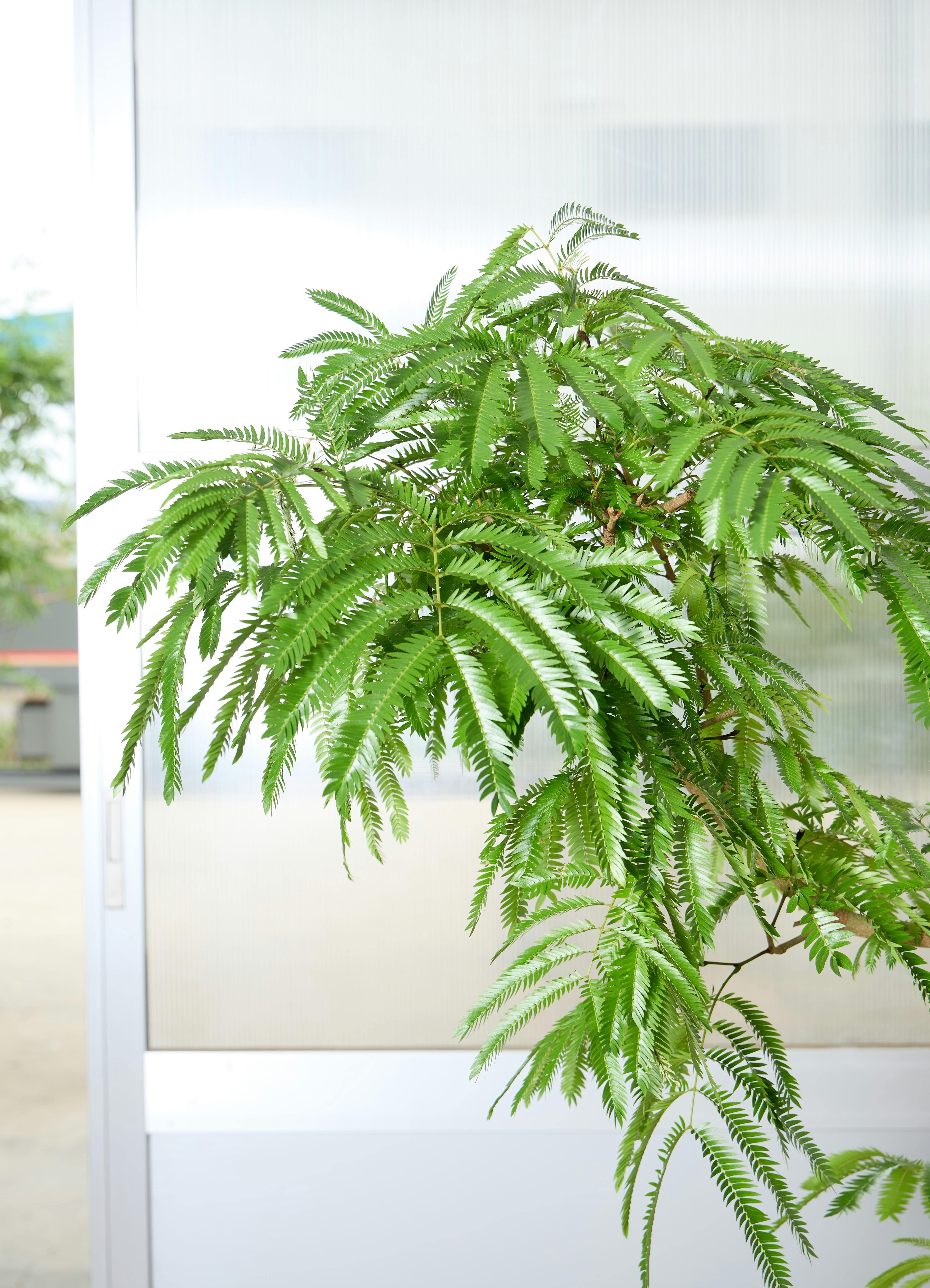 観葉植物 エバーフレッシュ 【170cm】 10号 曲り #72073 | 観葉植物