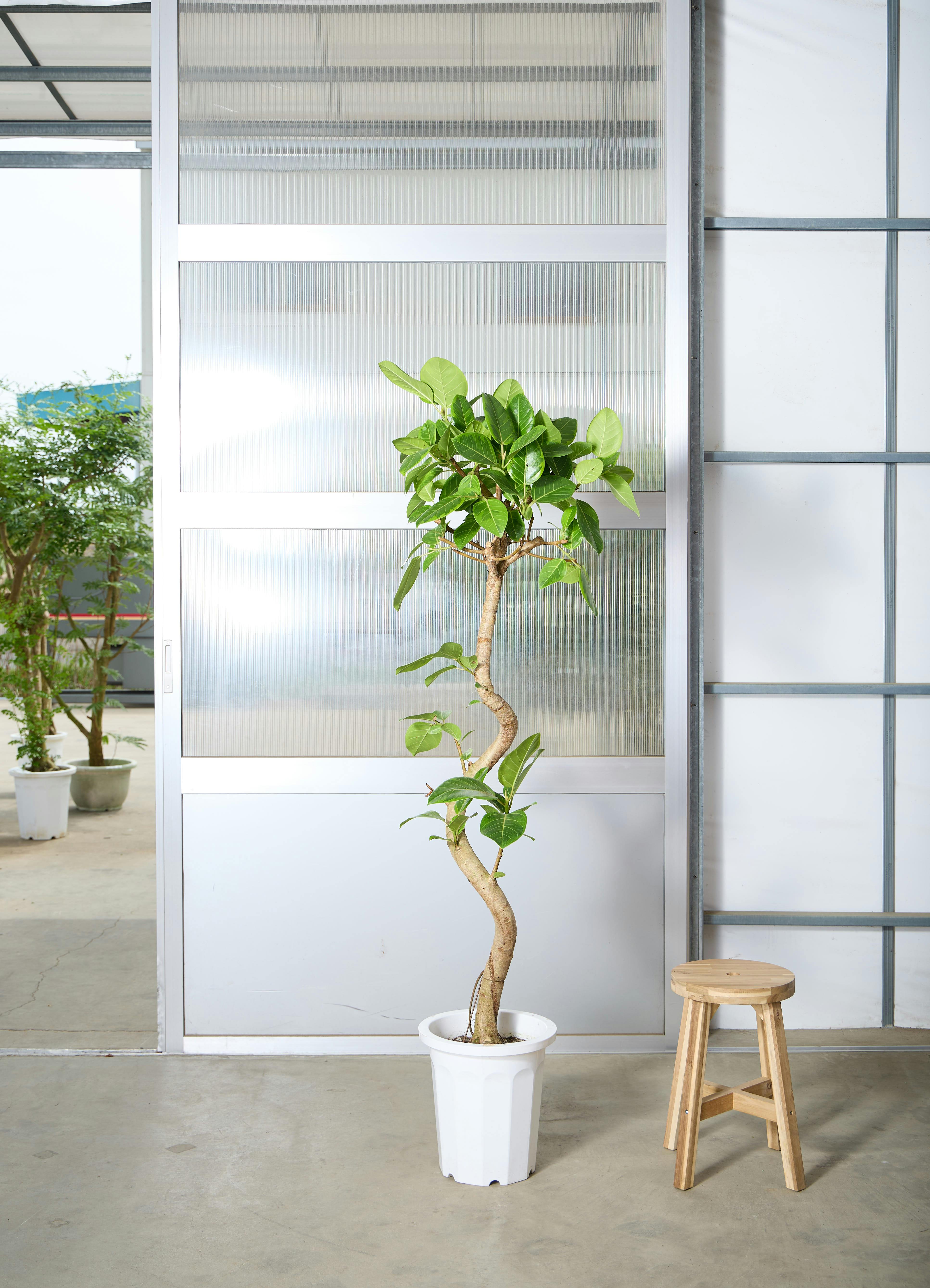 フィカス アルテシーマ 1点もの（現品・現物） | 観葉植物 - HitoHana