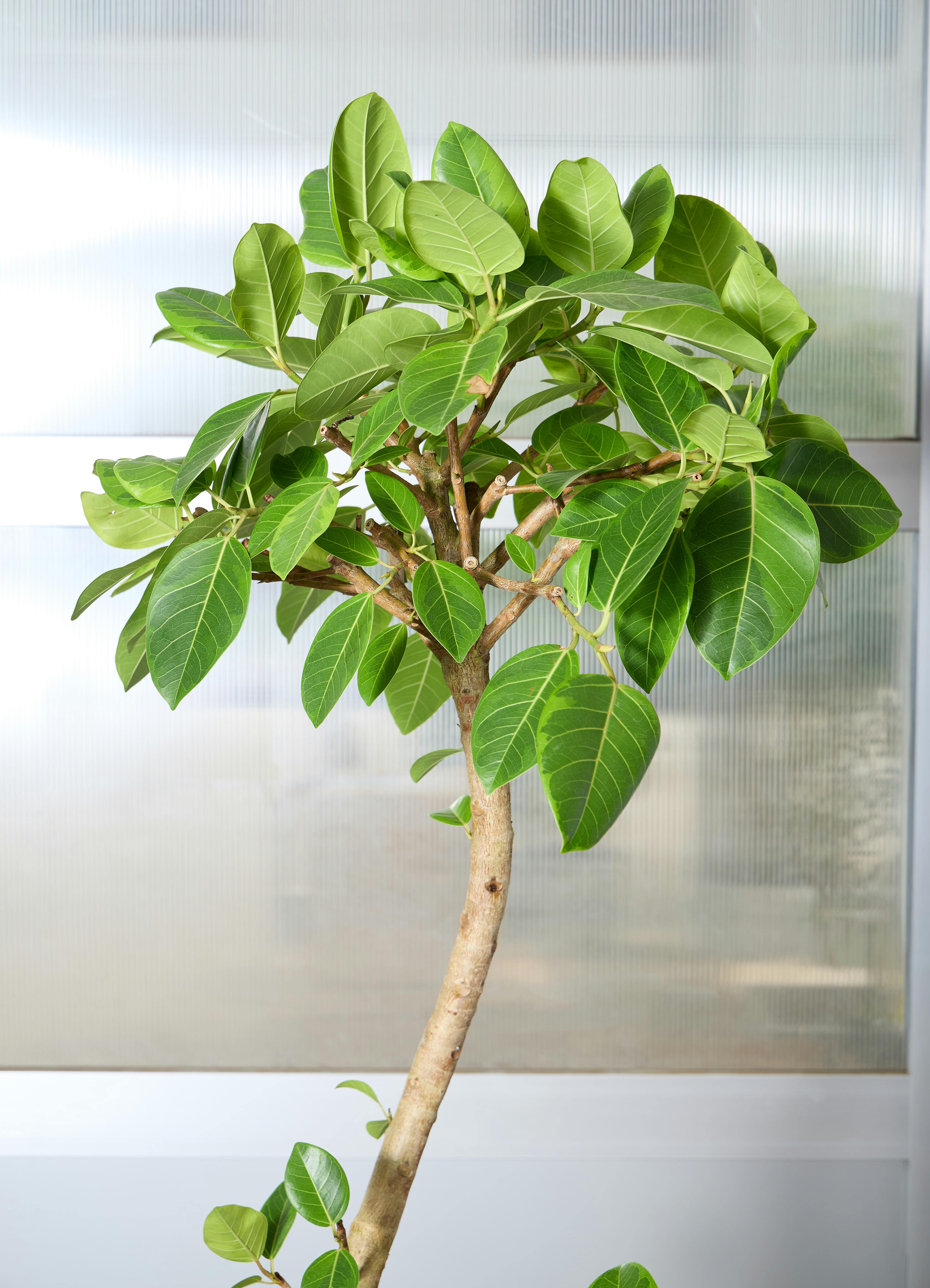 観葉植物 フィカス アルテシマ 約180cm 曲がり 現品販売 観葉植物 フィカス アルテシーマ 【180cm】 10号 曲り #72070 ※1都3県