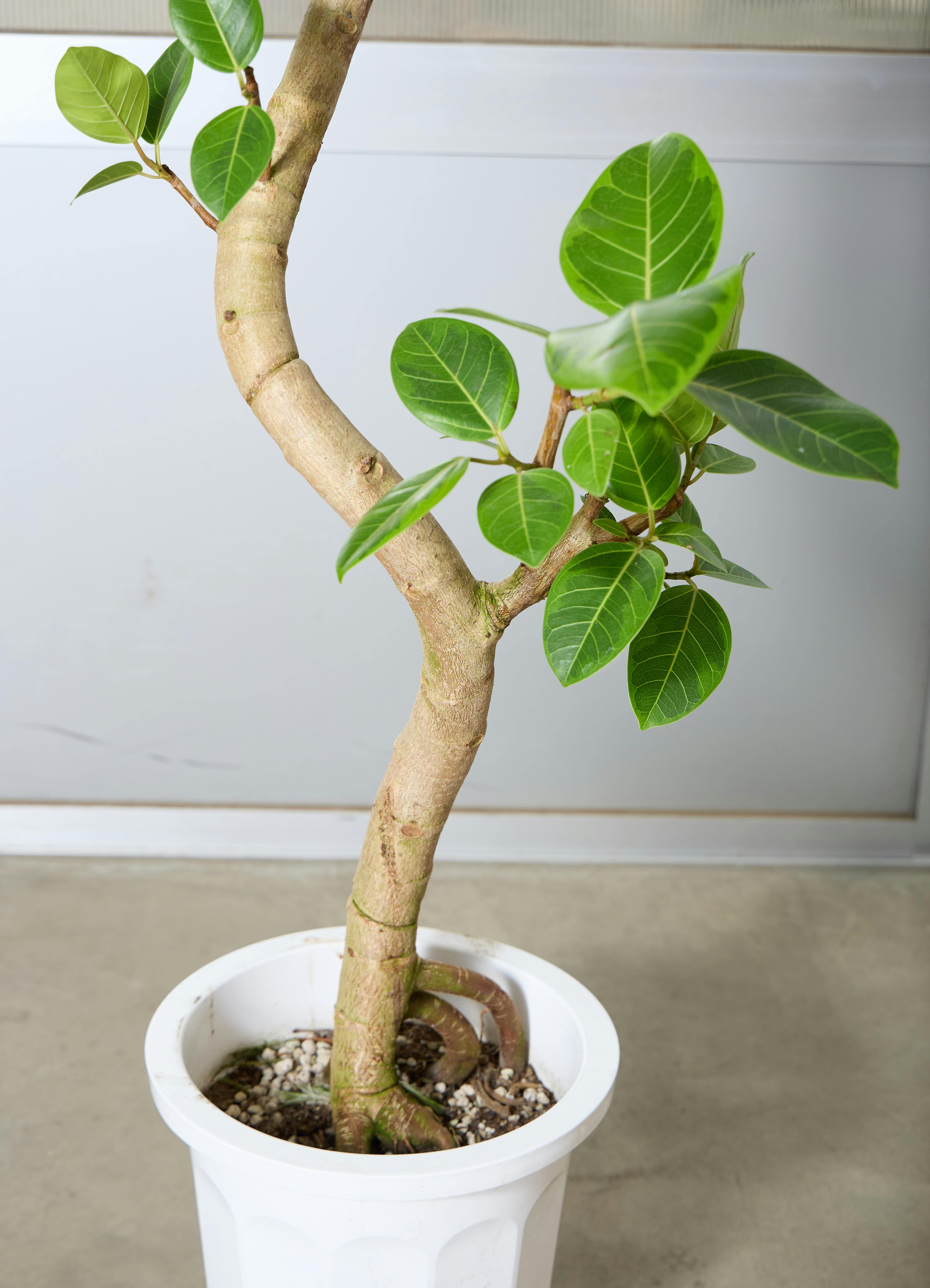 観葉植物 フィカス アルテシマ 約180cm 曲がり 現品販売 観葉植物 フィカス アルテシーマ 【180cm】 10号 曲り #72070 ※1都3県