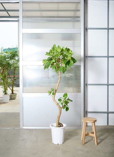 大型観葉植物 フィカス アルテシーマ 10号 曲り 観葉植物 フィカス アルテシーマ 10号 曲り プラスチック鉢 | 観葉植物