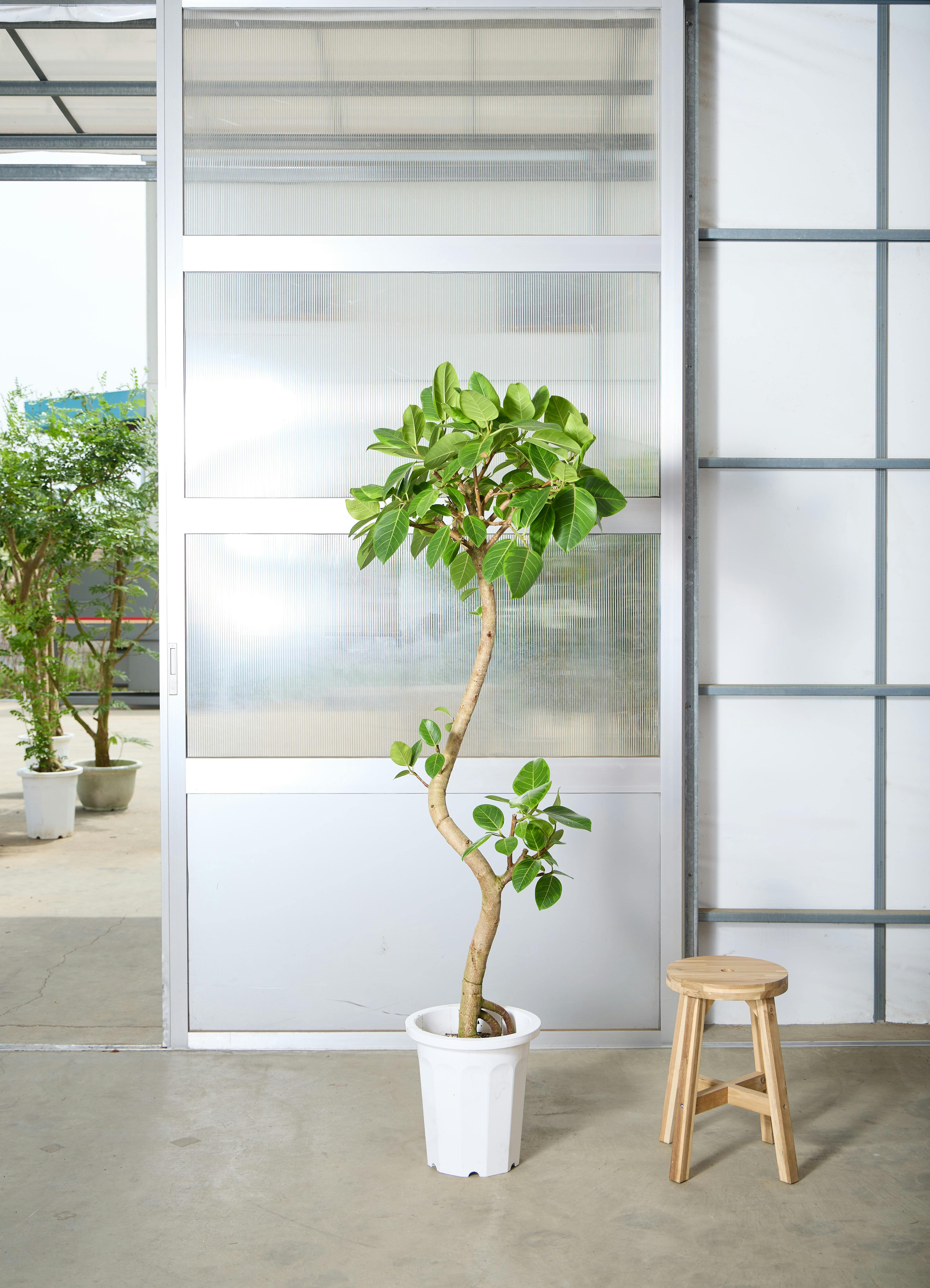 【曲がりインテリア】フィカス　 観葉植物 フィカス バーガンディ 8号 曲り ラッシュバスケット Natural