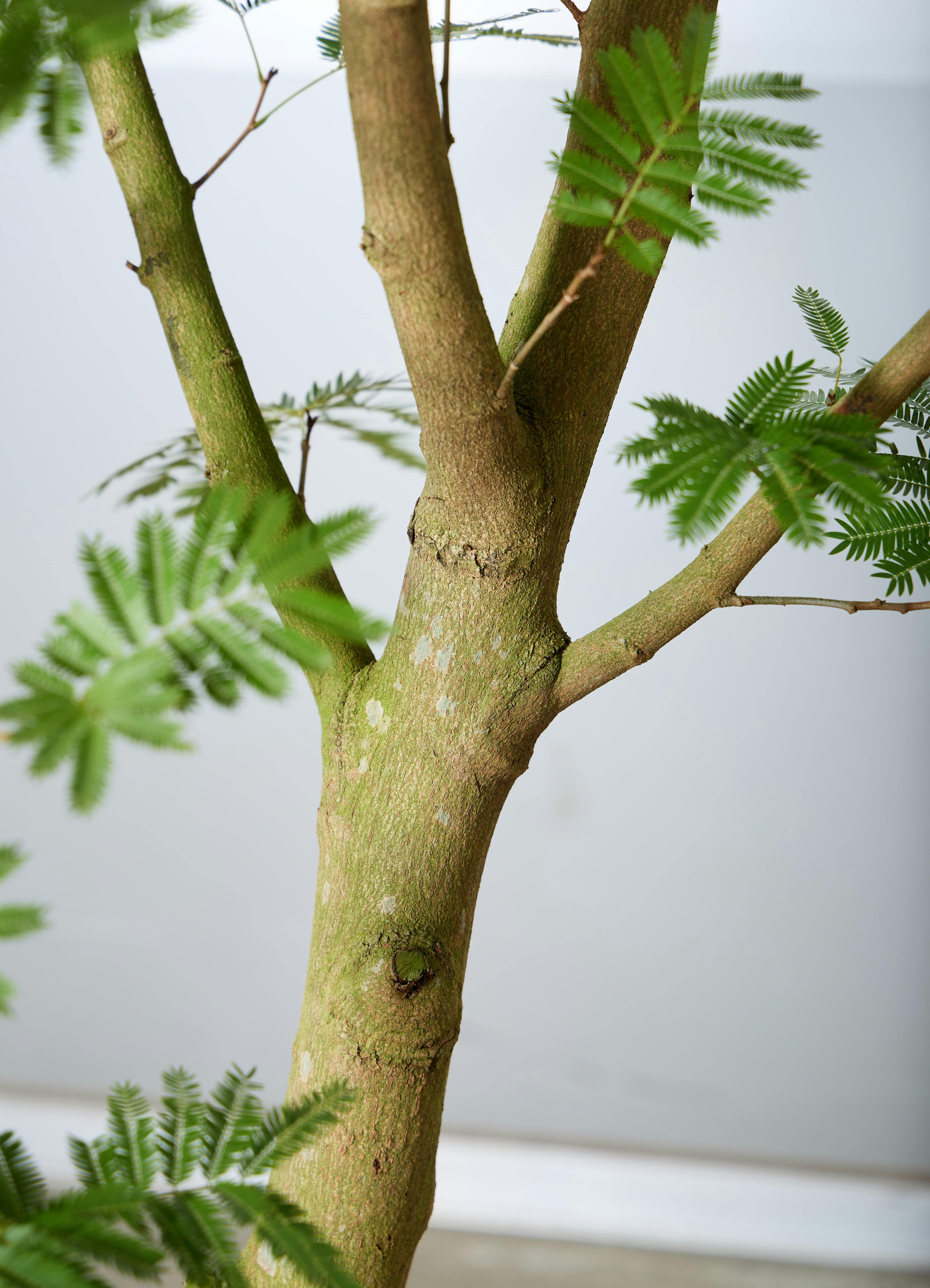 観葉植物 エバーフレッシュ 【230cm】 12号 #72074 ※1都3県配送限定