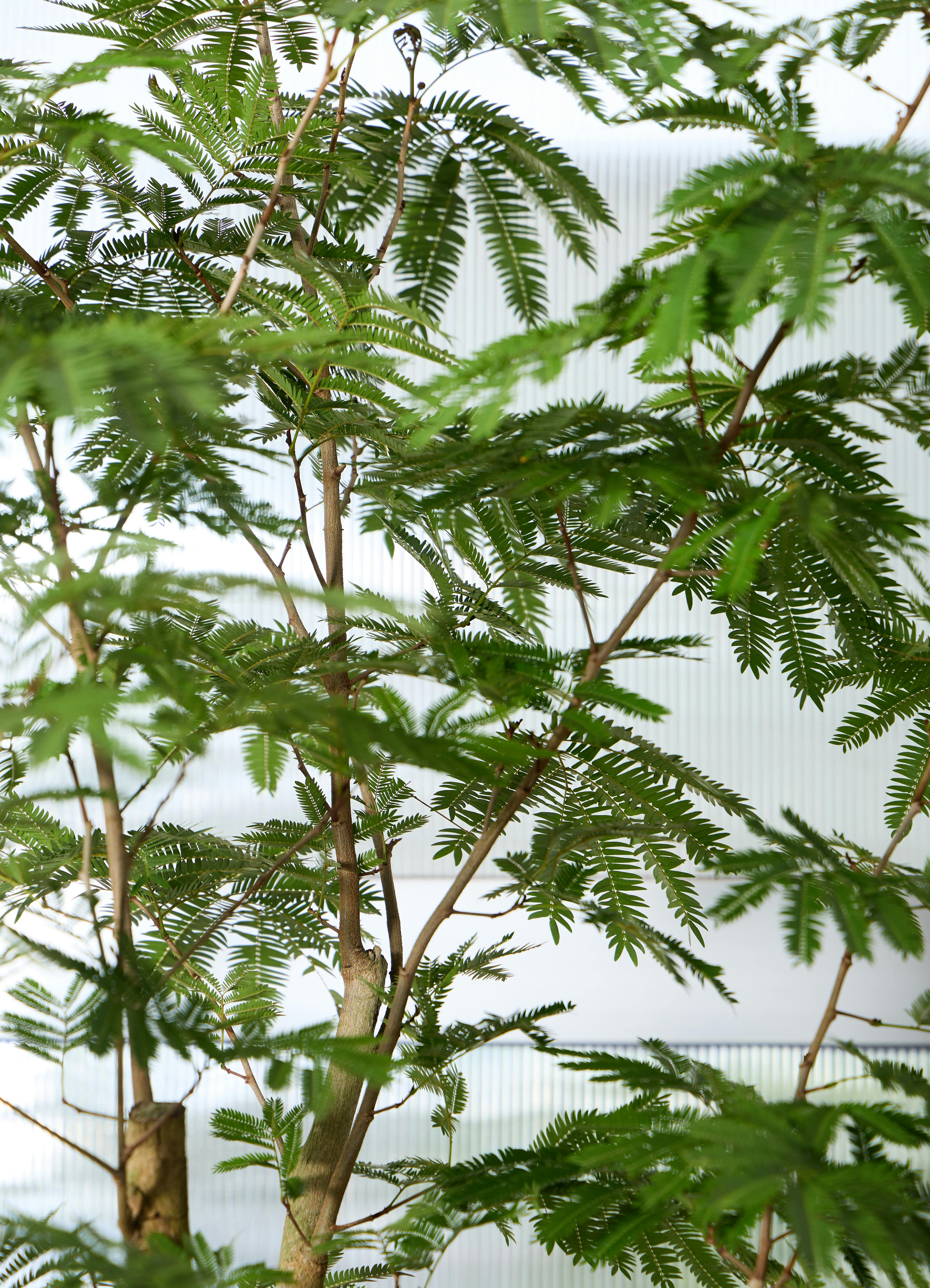 観葉植物 エバーフレッシュ 観葉植物 エバーフレッシュ 【230cm】 12号 #72074 ※1都3県配送限定