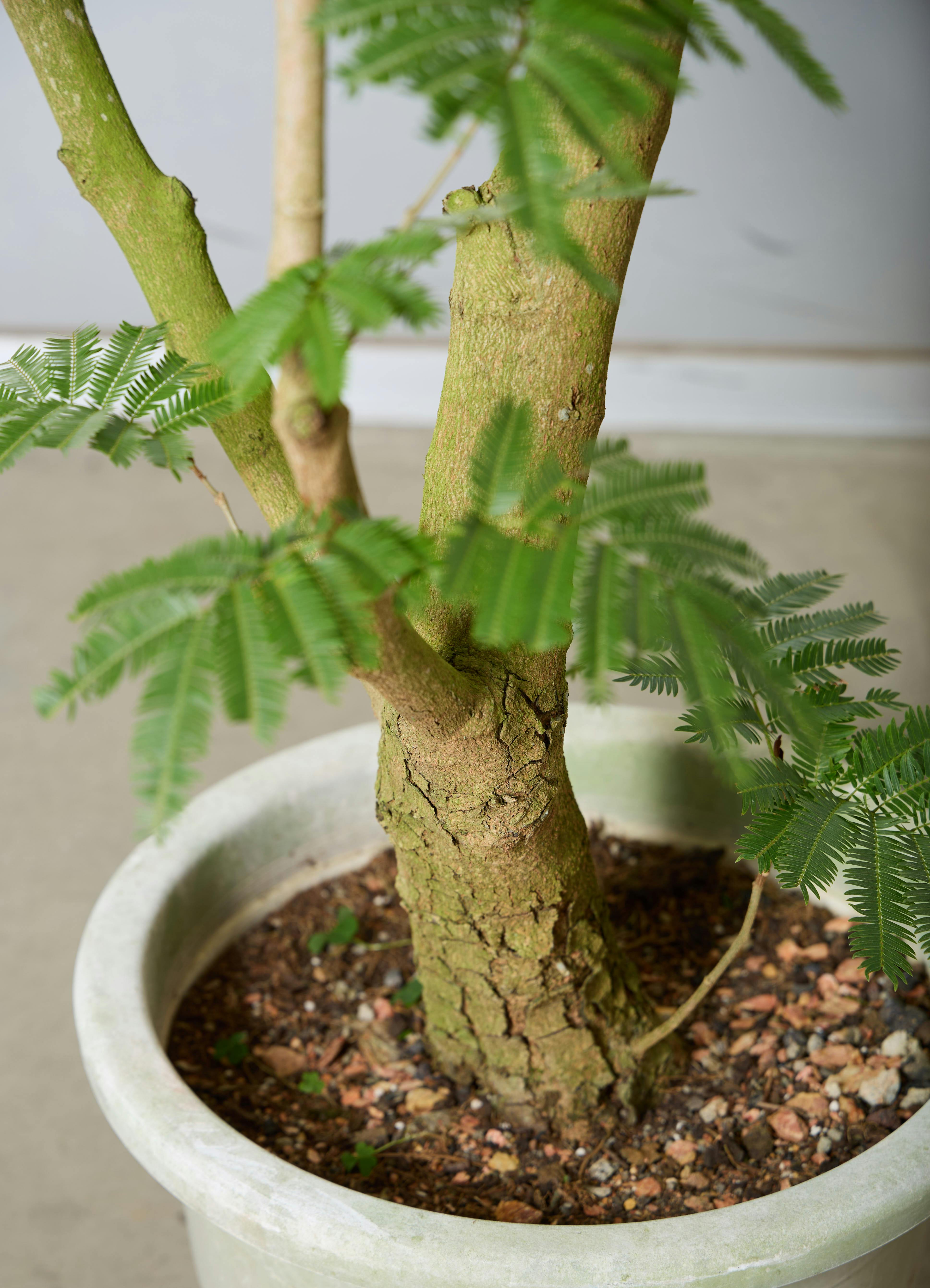観葉植物 エバーフレッシュ 【230cm】 12号 #72074 ※1都3県配送限定