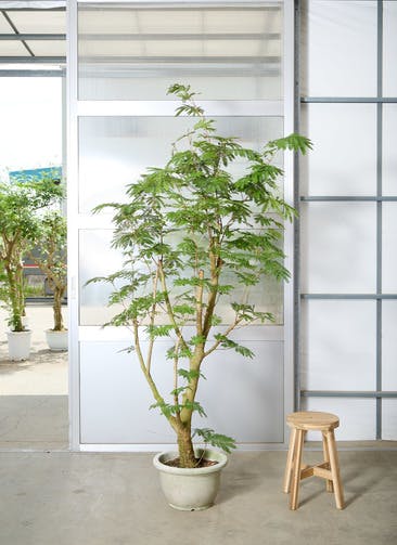 観葉植物 エバーフレッシュ 10号 曲り プラスチック鉢 | 観葉植物なら