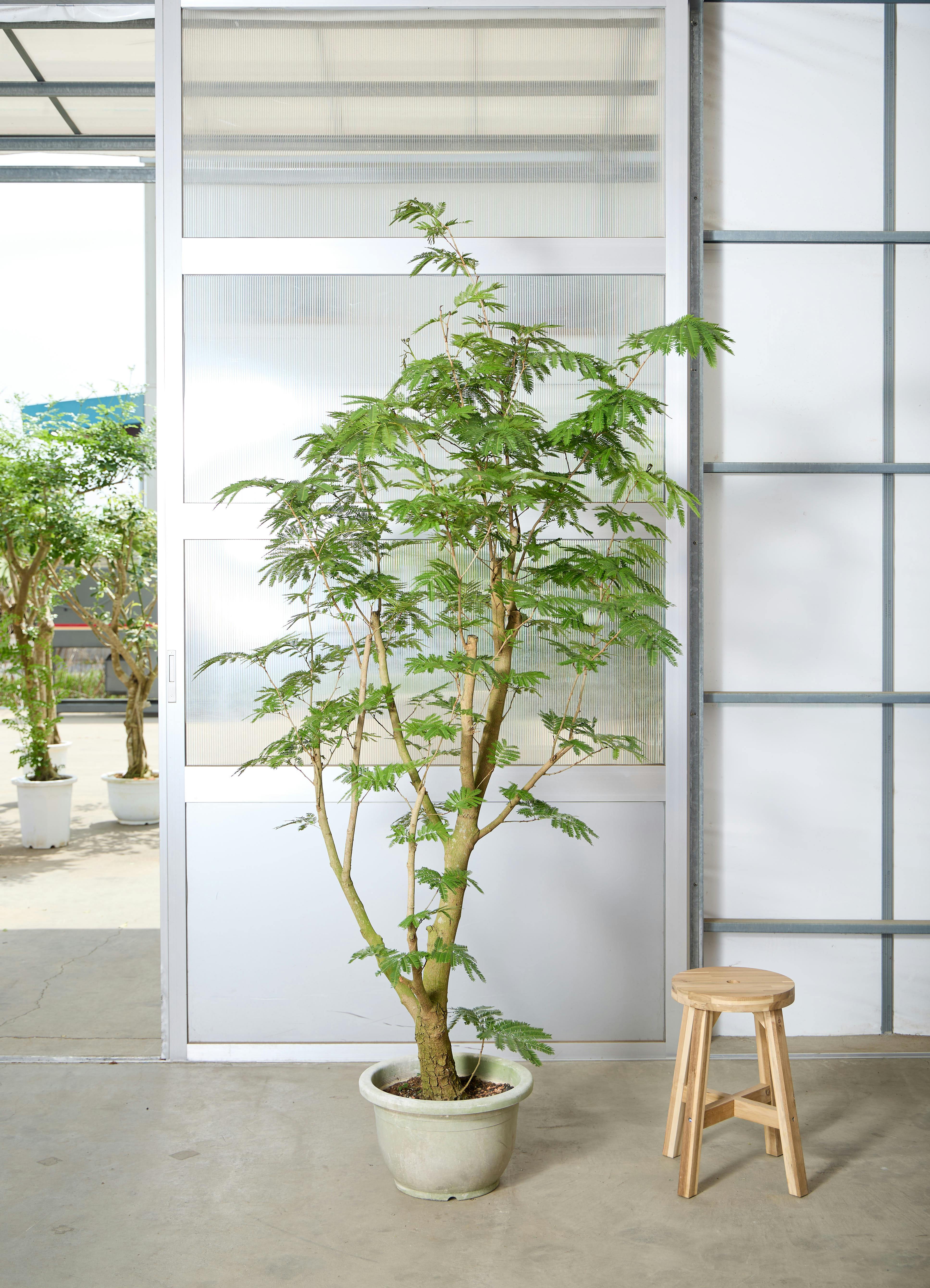 観葉植物 光触媒 光の楽園ナチュラルサラサドウダン 90【インテリア フェイク