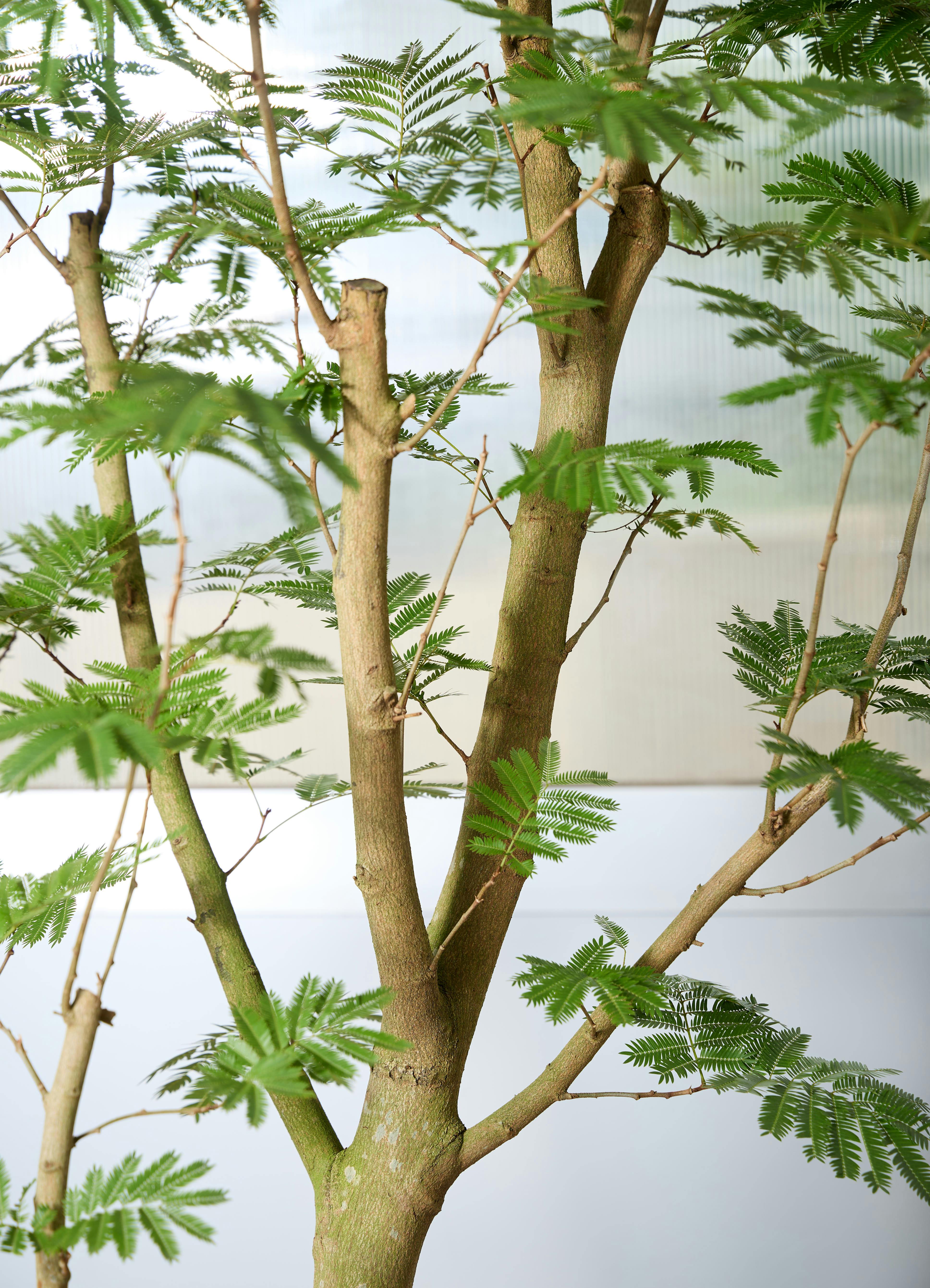 観葉植物 エバーフレッシュ 【230cm】 12号 #72074 ※1都3県配送限定