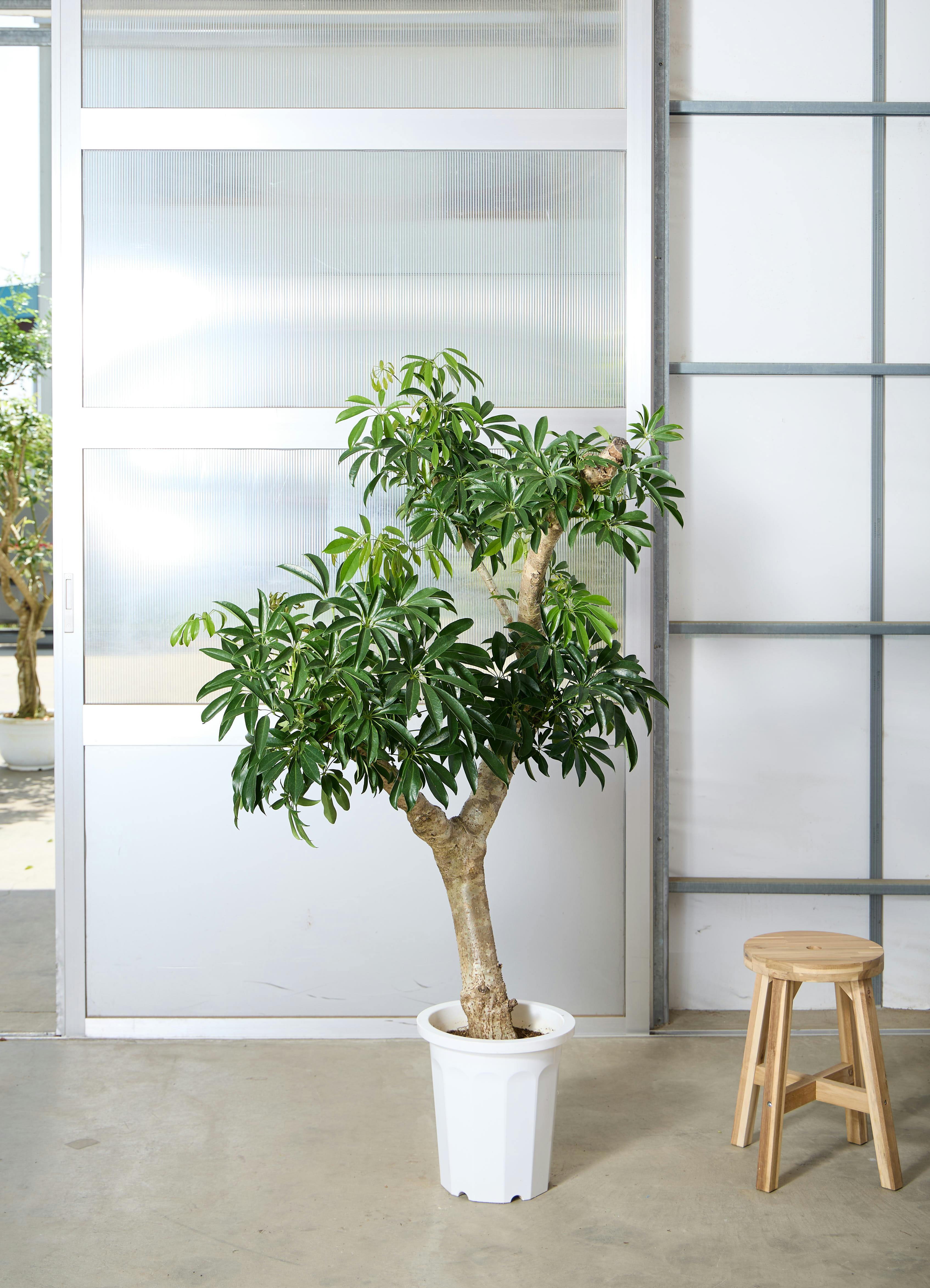 シェフレラ 190cm 10号 シェフレラ 190cm 10号