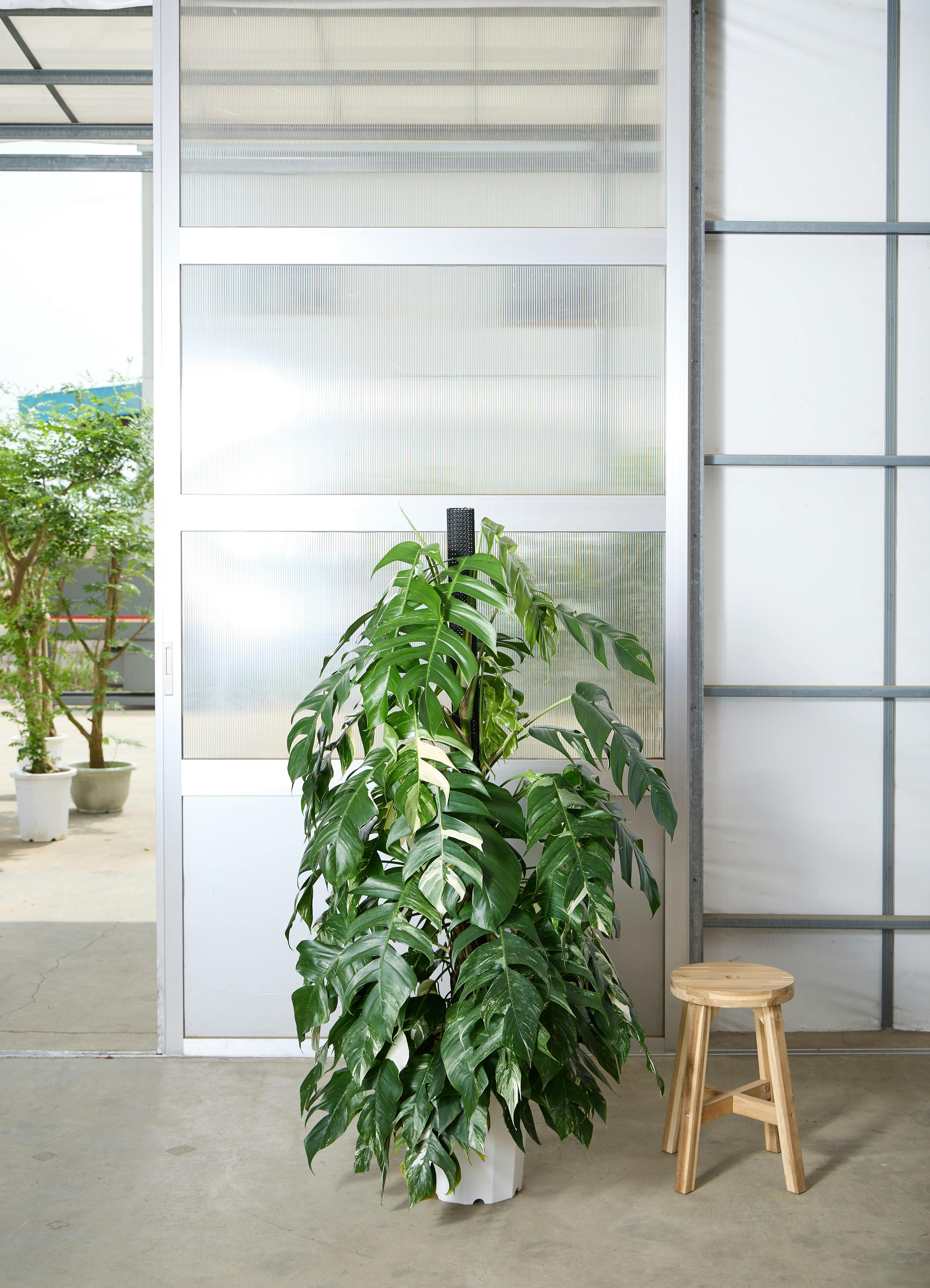 マングーカズラ | 観葉植物 | インテリアやギフトに - Hitohana（ひと