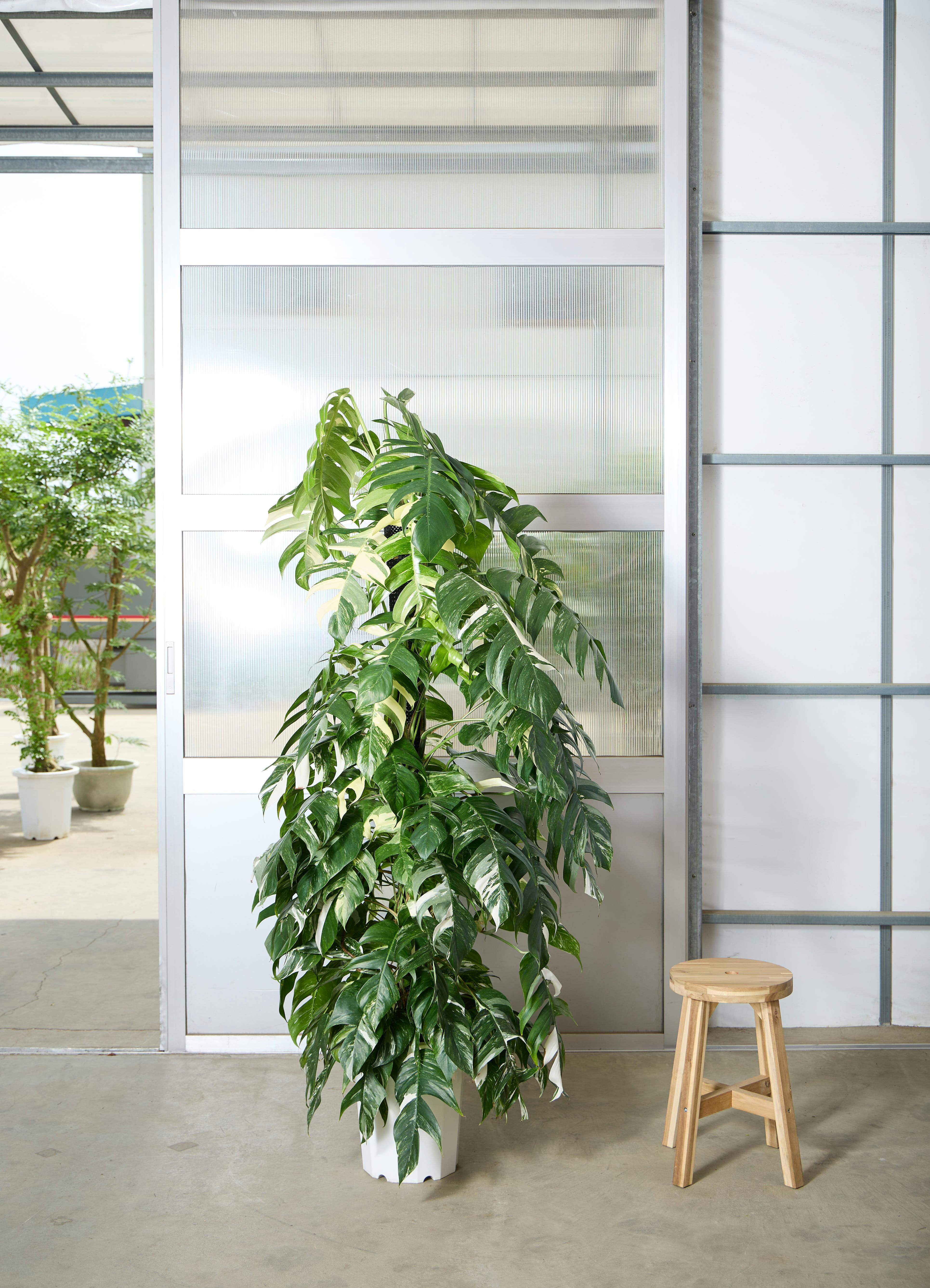 マングーカズラ | 観葉植物 | インテリアやギフトに - Hitohana（ひと