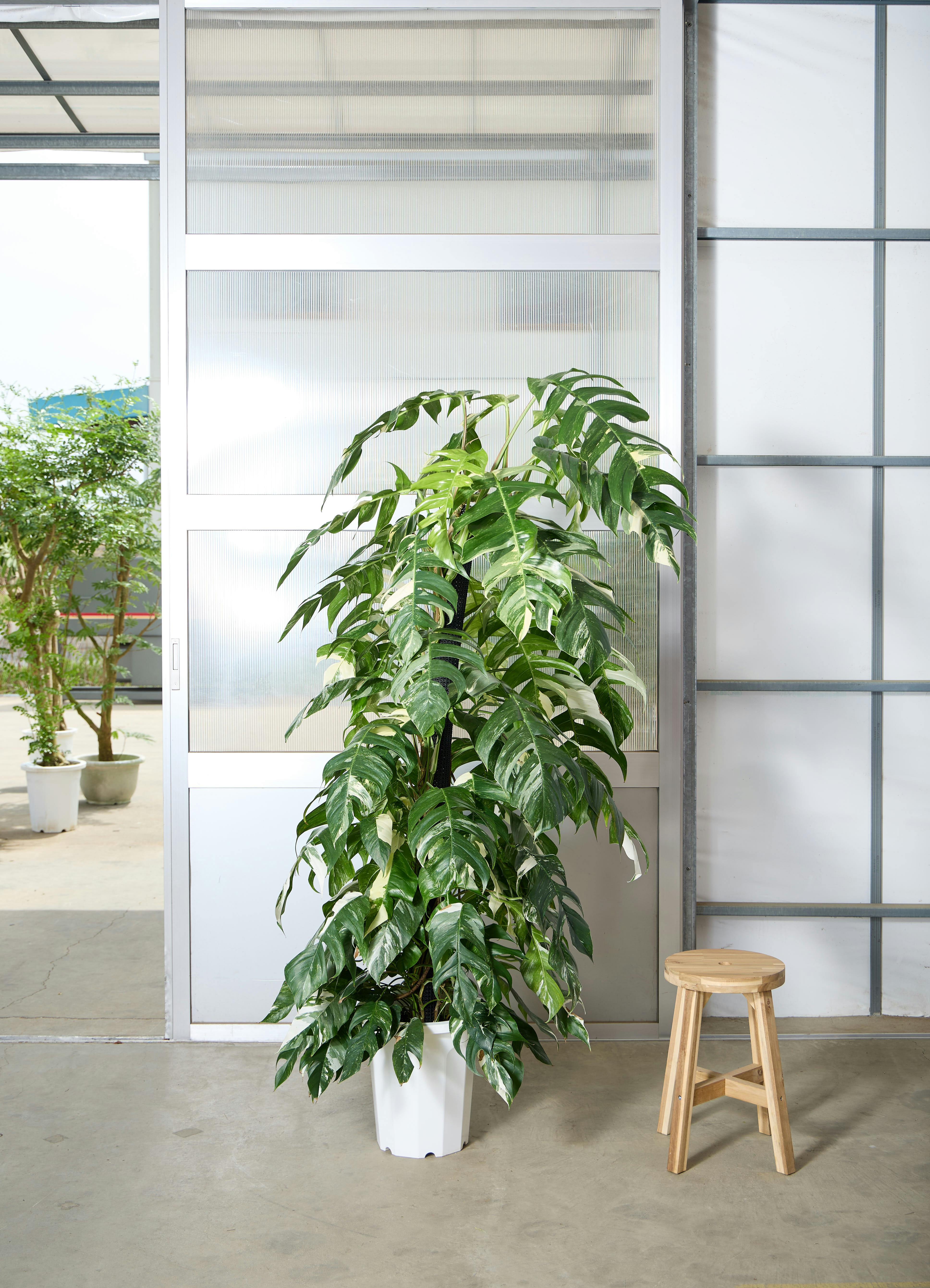 マングーカズラ | 観葉植物 | インテリアやギフトに - Hitohana（ひと