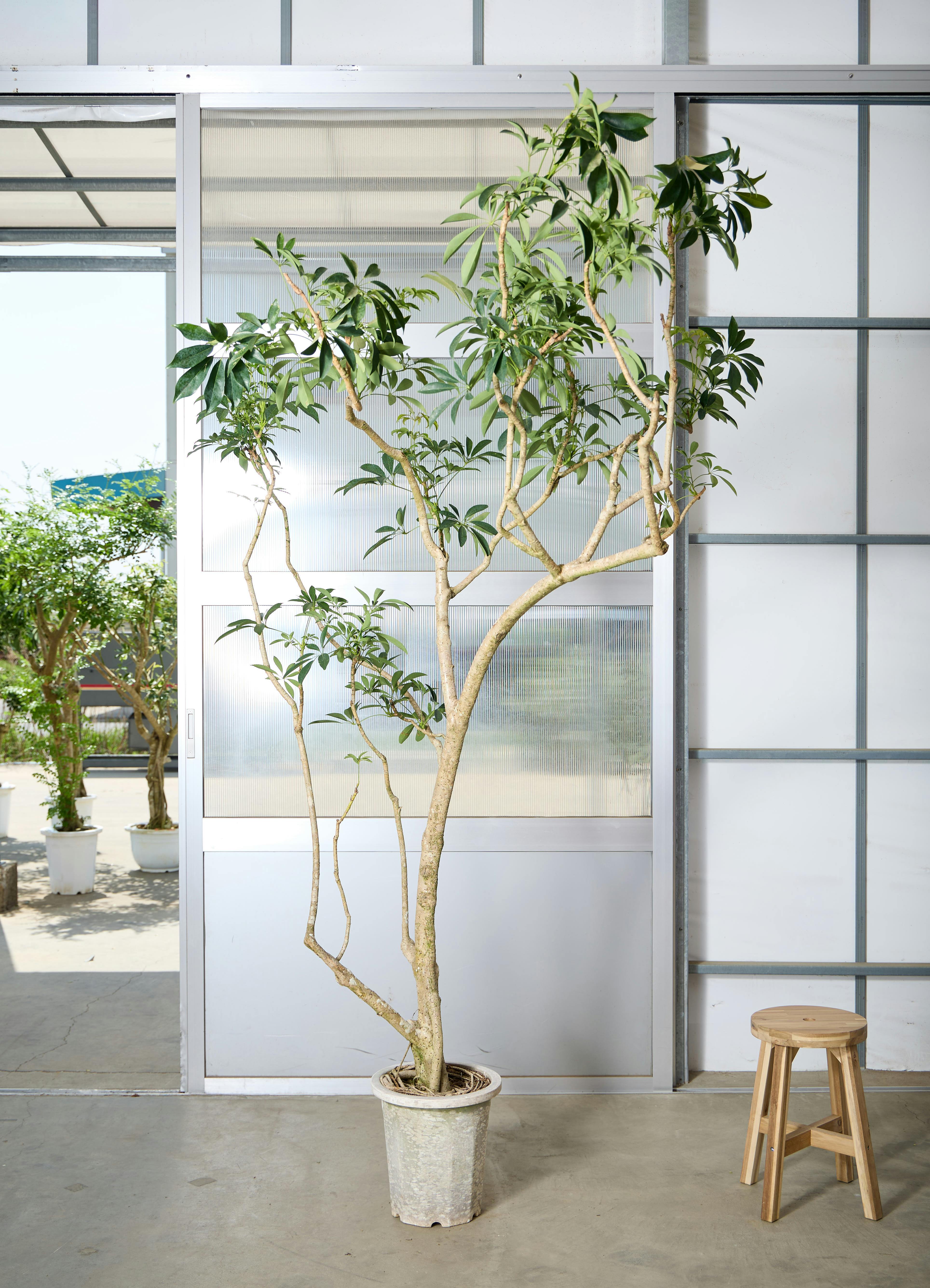 シェフレラ 190cm 10号 観葉植物 シェフレラ 【190cm】 10号 #72043 ※1都3県配送限定商品