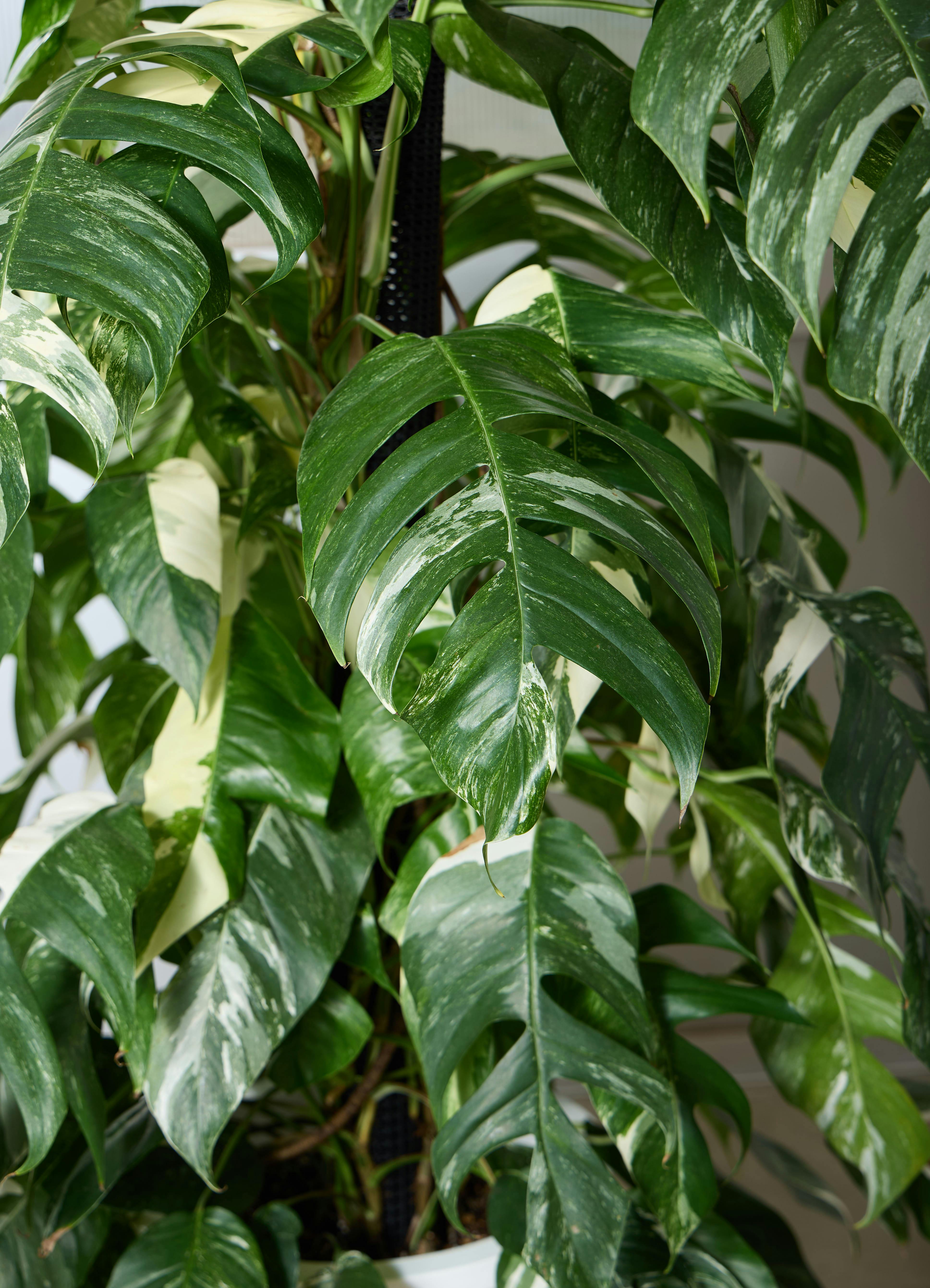 観葉植物 マングーカズラ 【175cm】 10号 斑入り ヘゴ柱 #72051 ※1都3