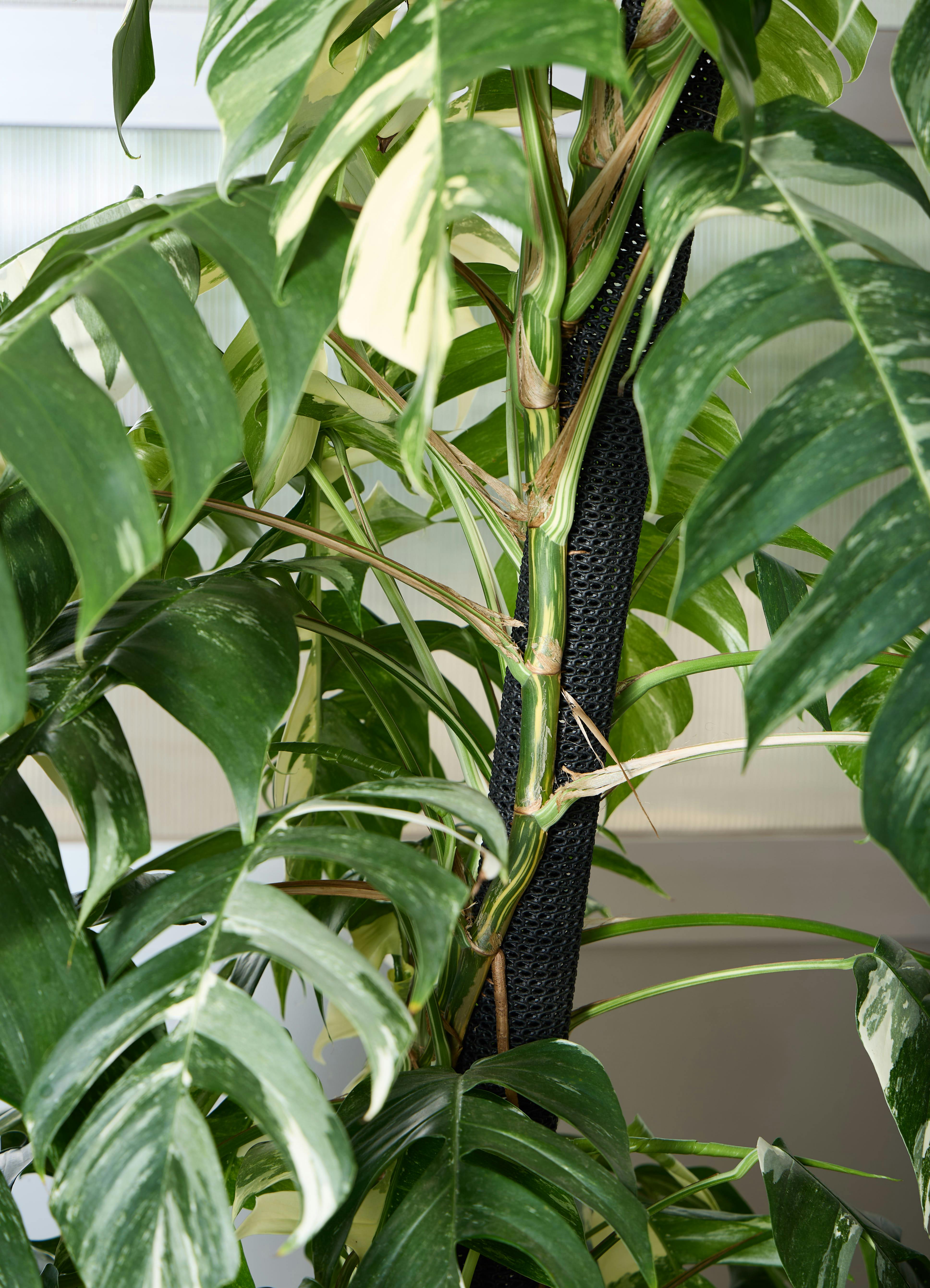 観葉植物 マングーカズラ 【175cm】 10号 斑入り ヘゴ柱 #72052 ※1都3 