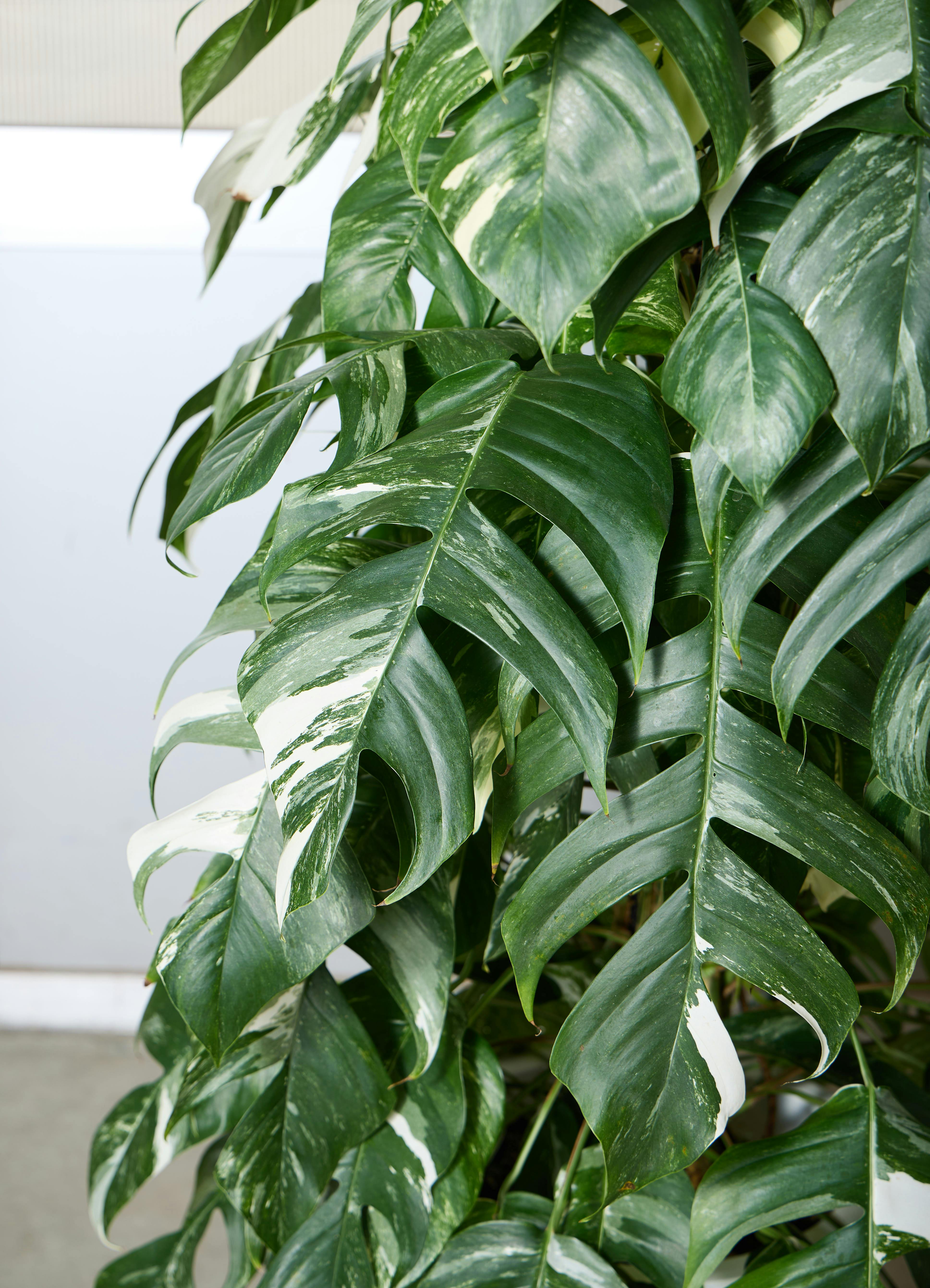 観葉植物 マングーカズラ 【175cm】 10号 斑入り ヘゴ柱 #72052 ※1都3