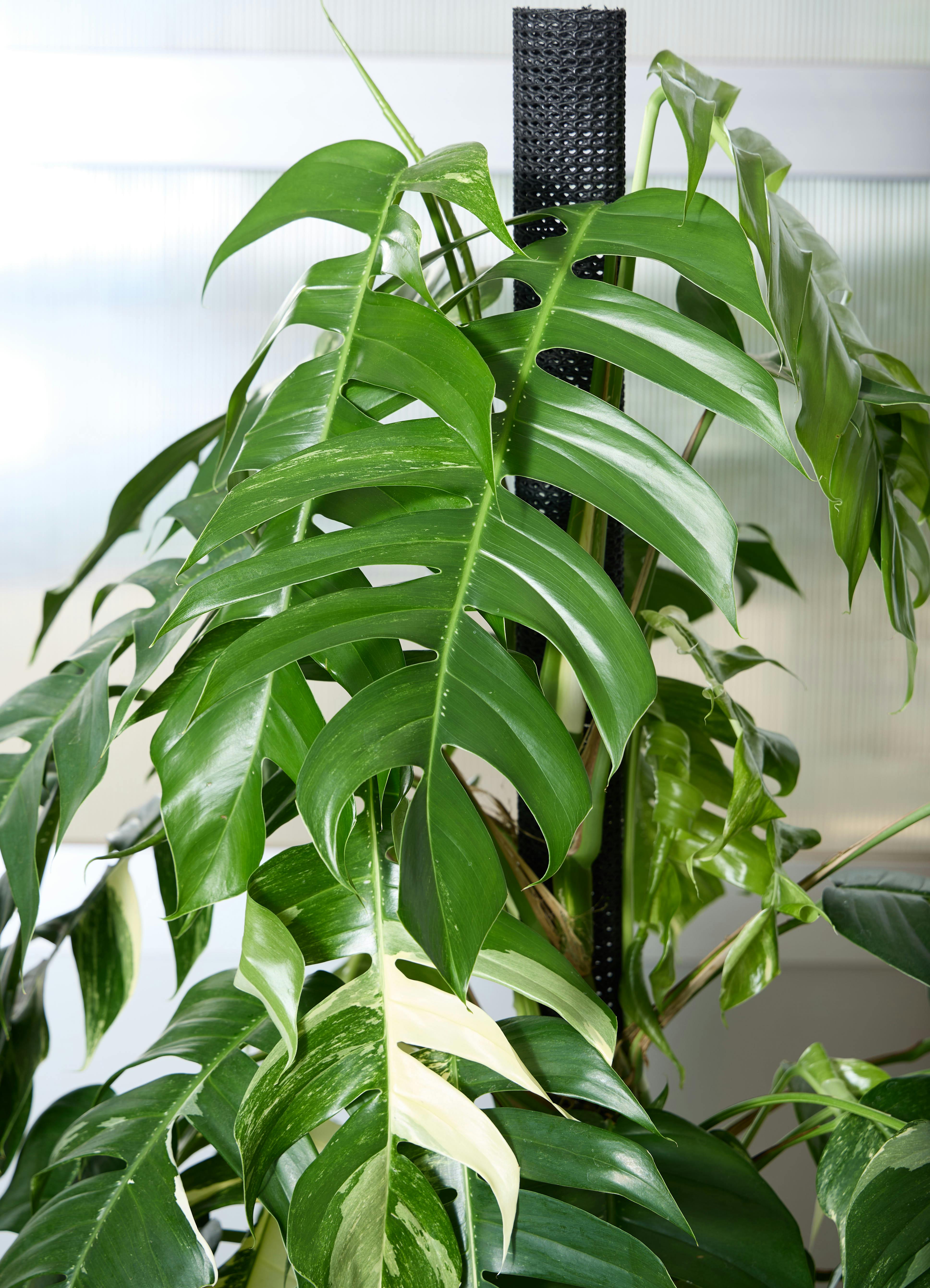 観葉植物 マングーカズラ 【145cm】 10号 斑入り ヘゴ柱 #72053 ※1都3 
