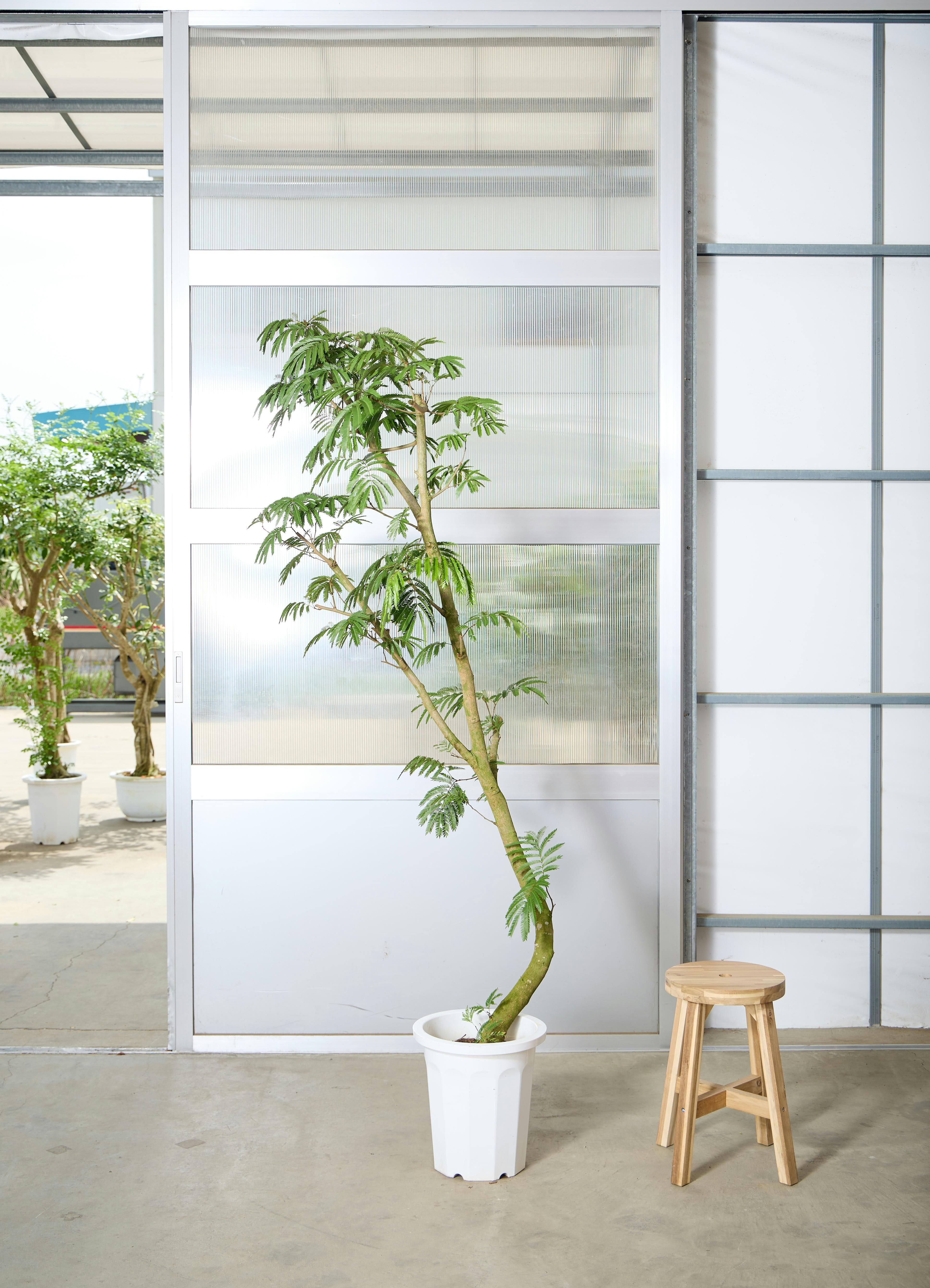 観葉植物 エバーフレッシュ 風水 | HitoHana（ひとはな）