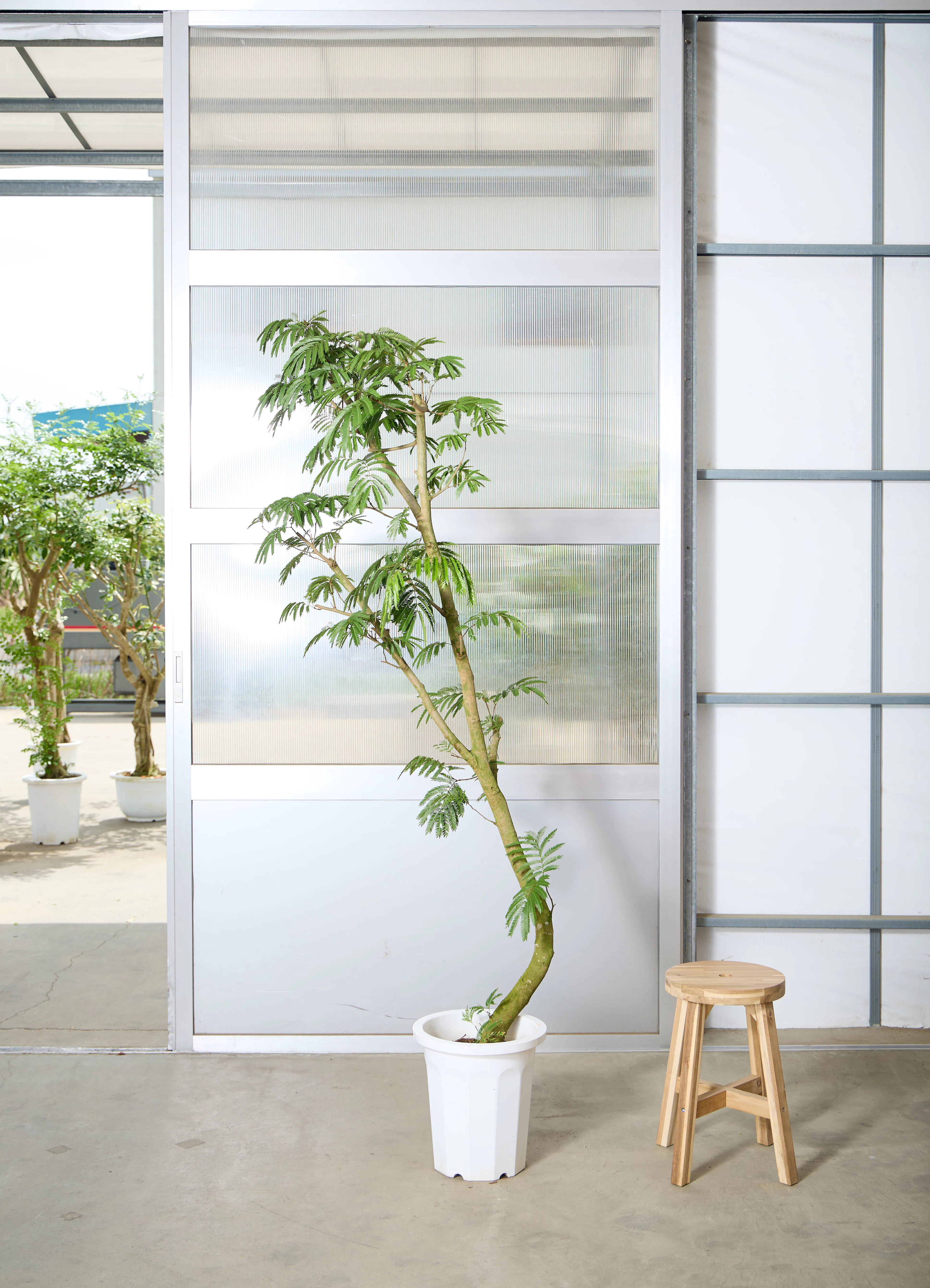 エバーフレッシュ 曲がり | 観葉植物通販 Hitohana（ひとはな）