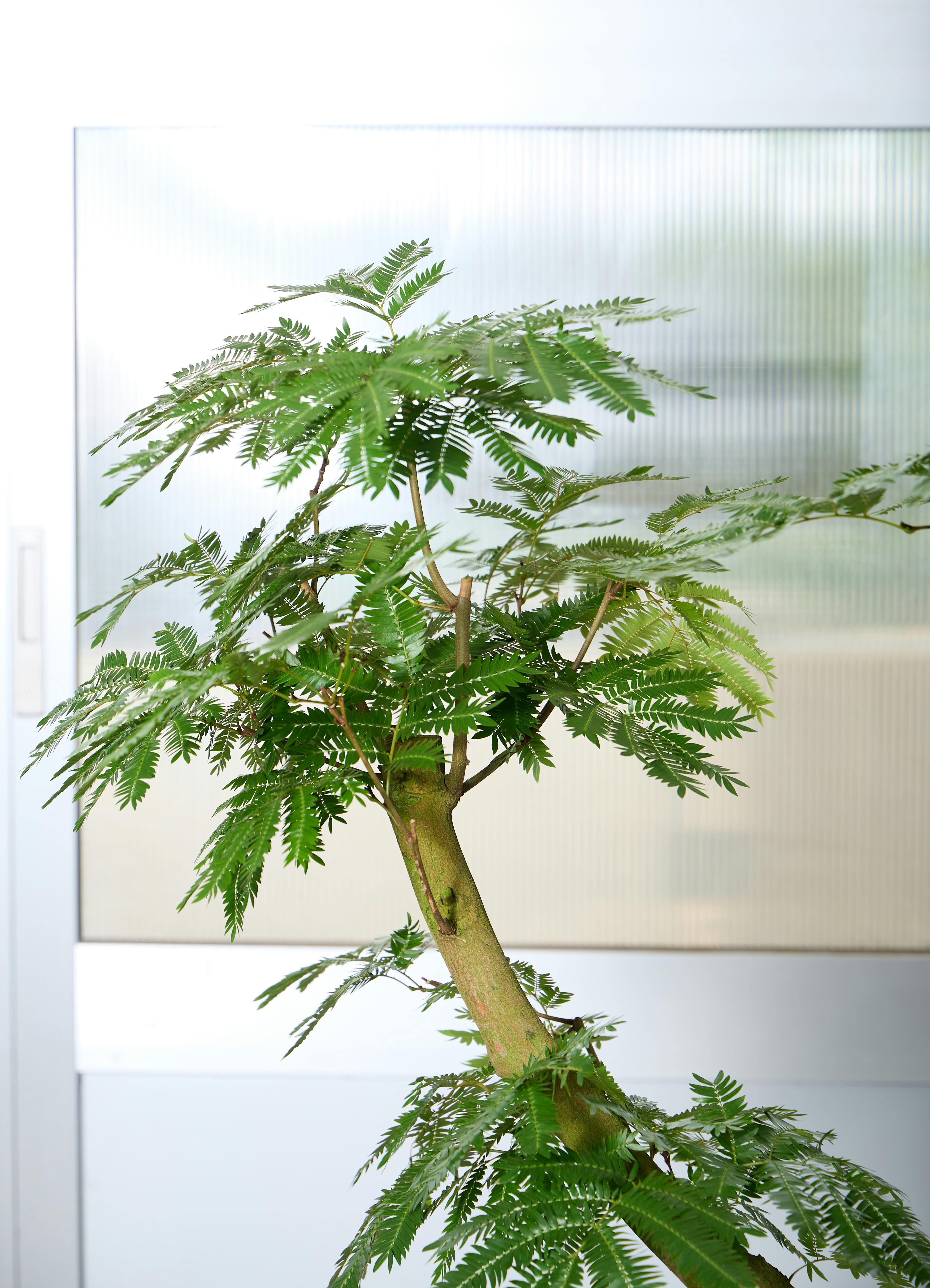 観葉植物 エバーフレッシュ 【180cm】 13号 #72046 ※1都3県配送限定