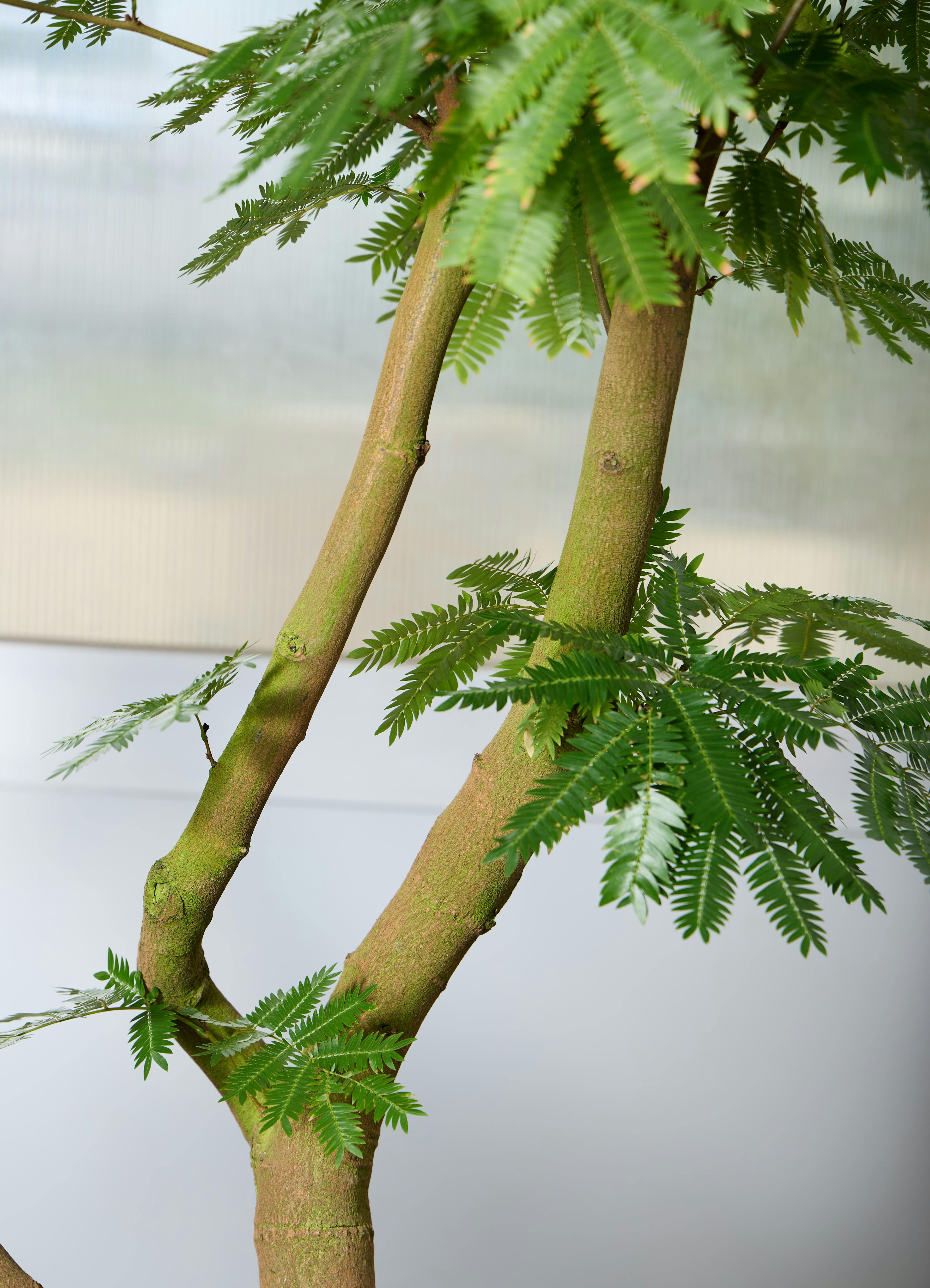 観葉植物 エバーフレッシュ 【180cm】 13号 #72046 ※1都3県配送限定