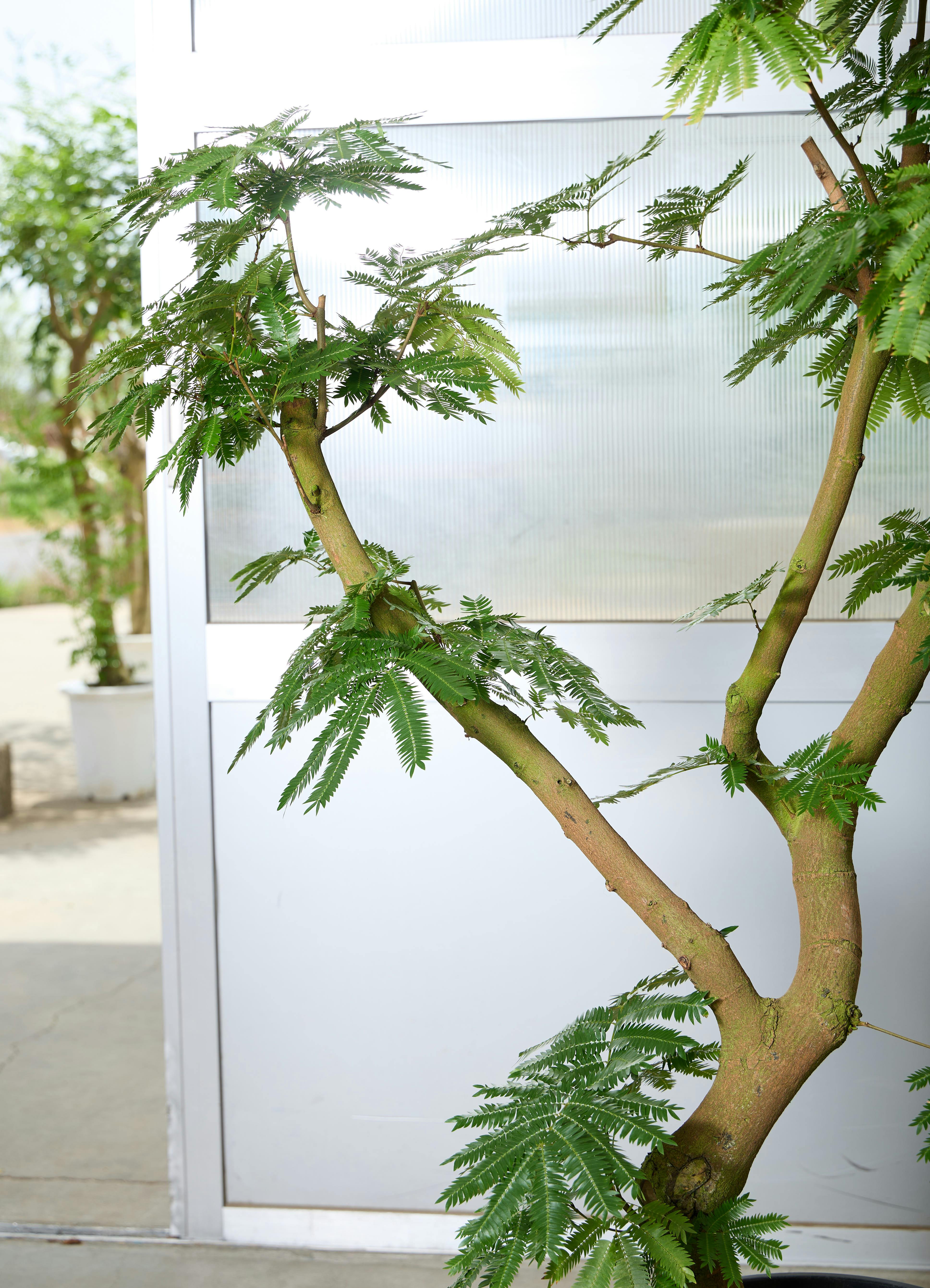 観葉植物 エバーフレッシュ 【180cm】 13号 #72046 ※1都3県配送限定