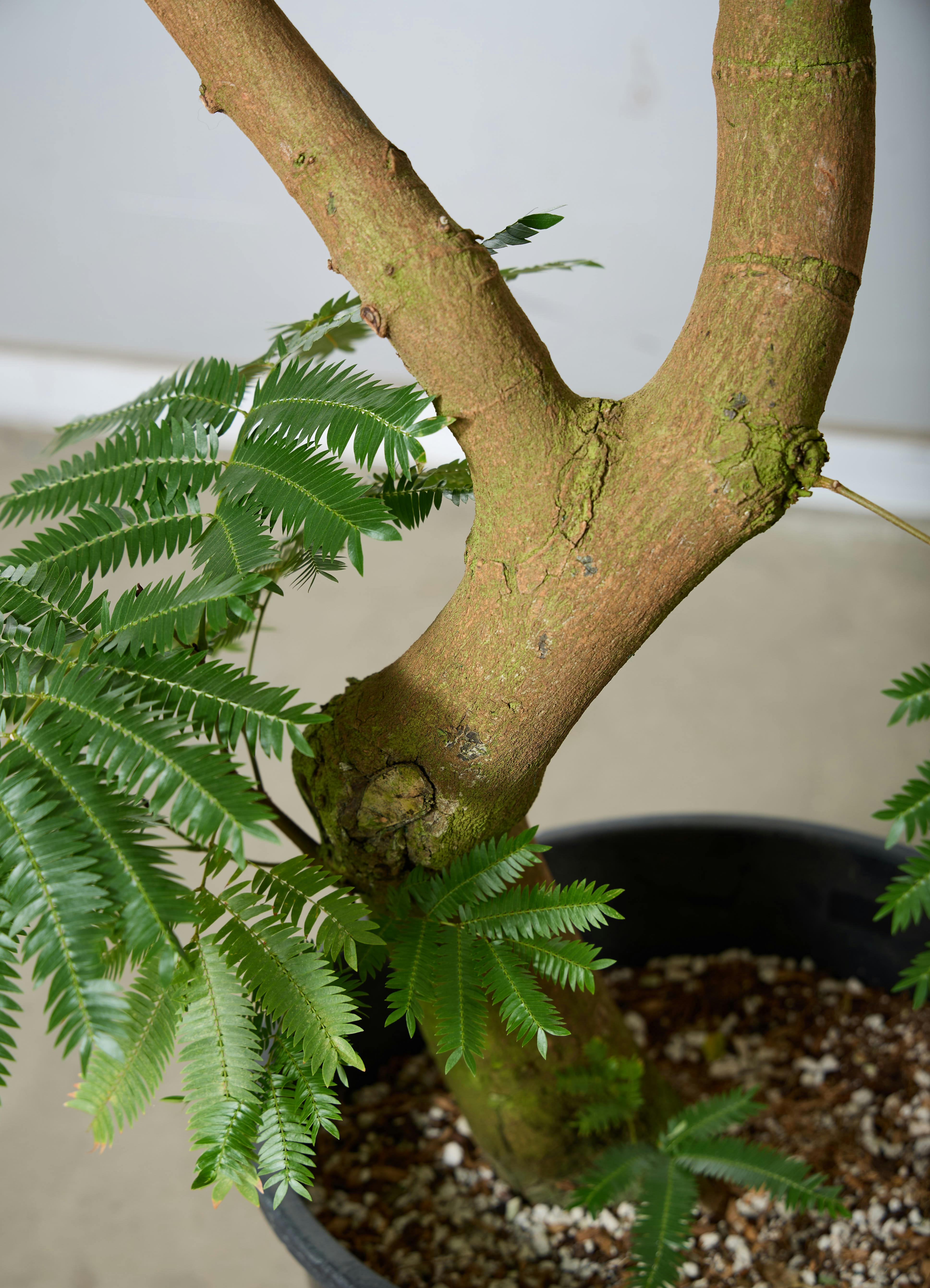 観葉植物 エバーフレッシュ 【180cm】 13号 #72046 ※1都3県配送限定